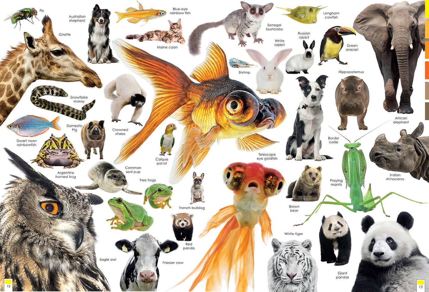 Curious Creatures