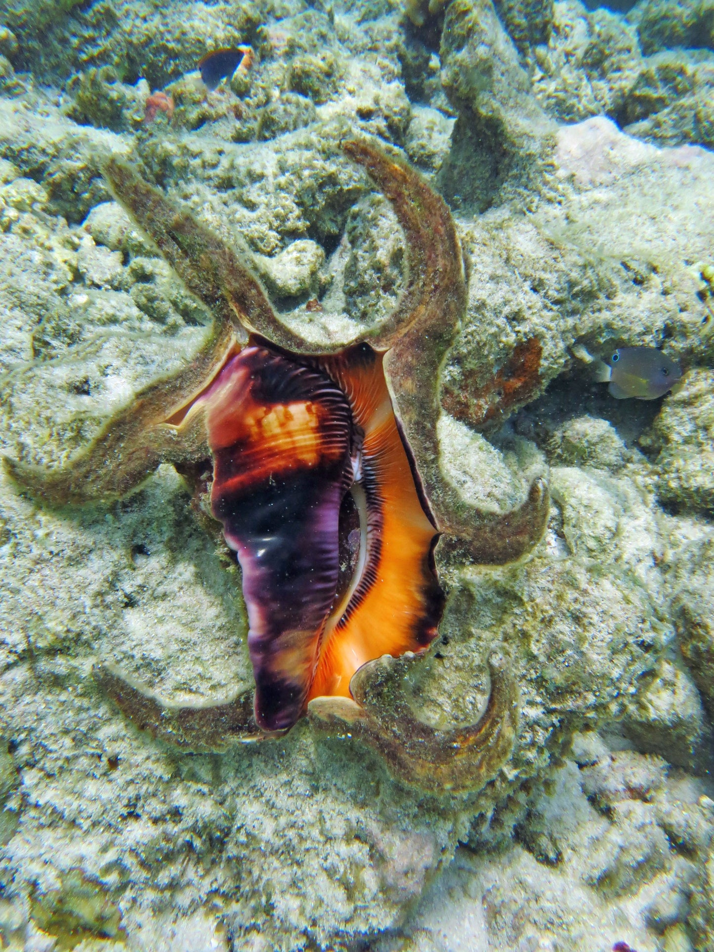 Arthritic Spider Conch