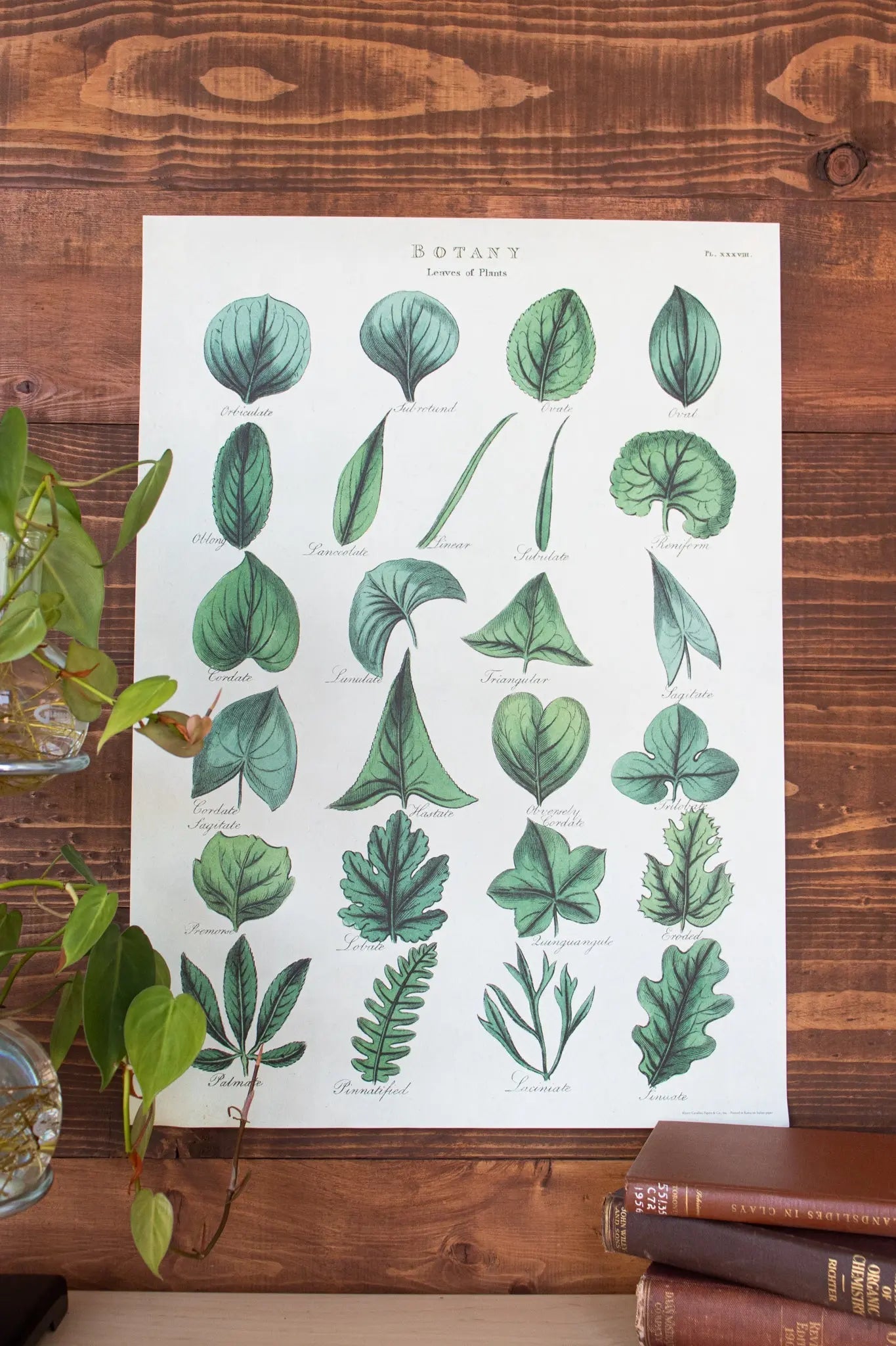 Botany: Leaves of Plants Scientific Chart