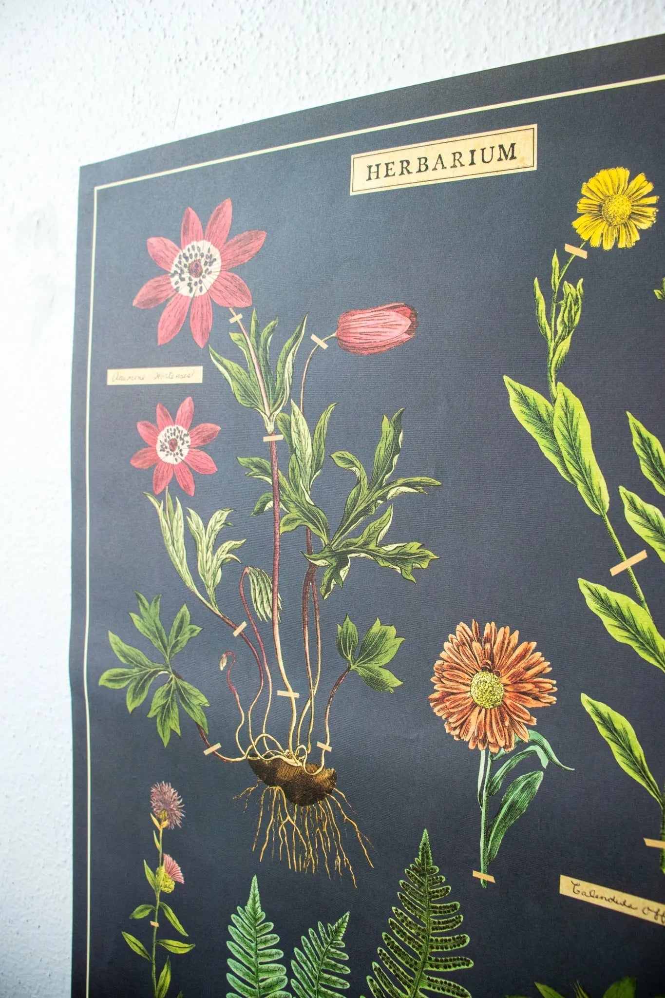 Herbarium Scientific Chart