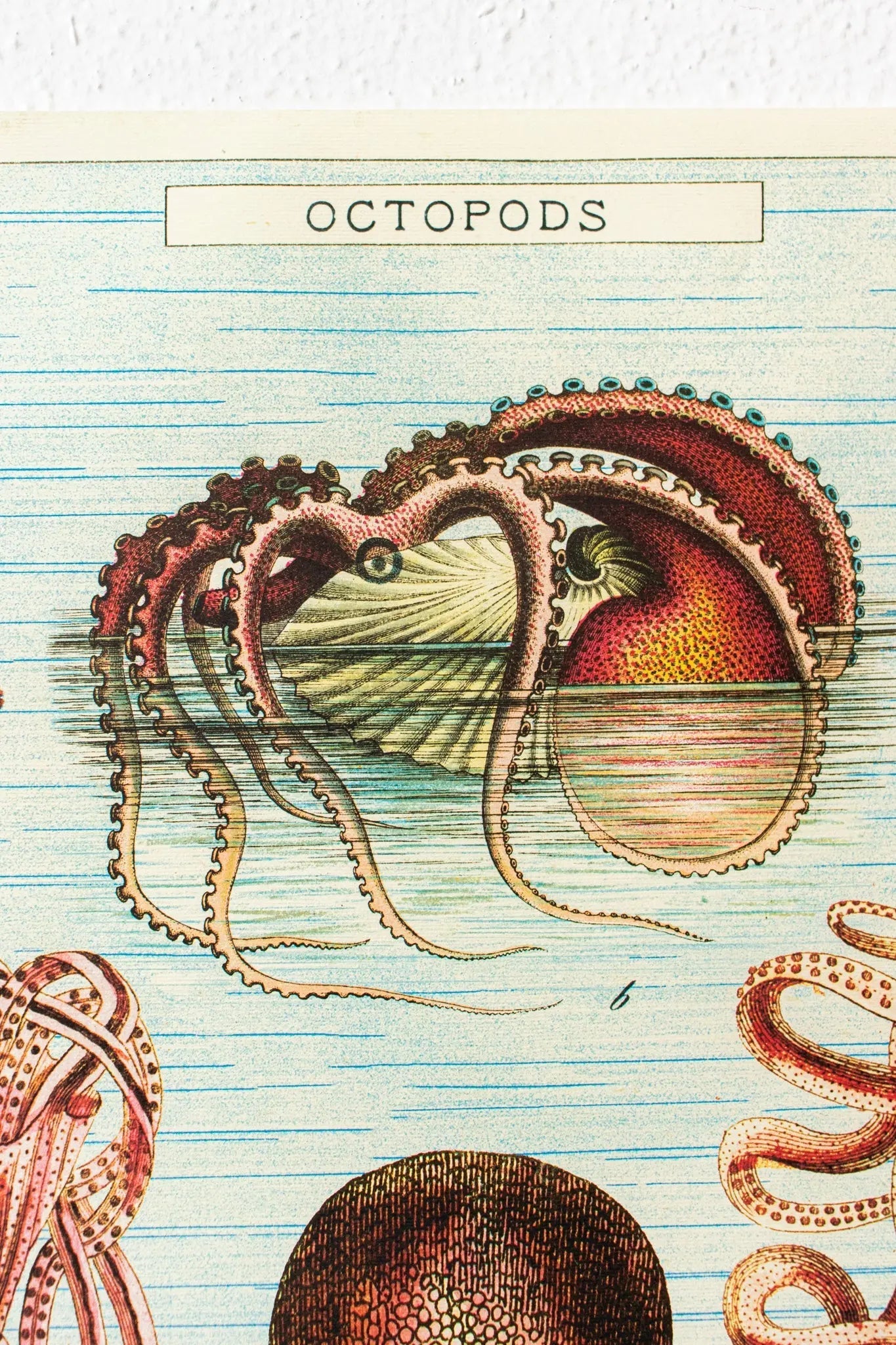 Octopods Scientific Chart