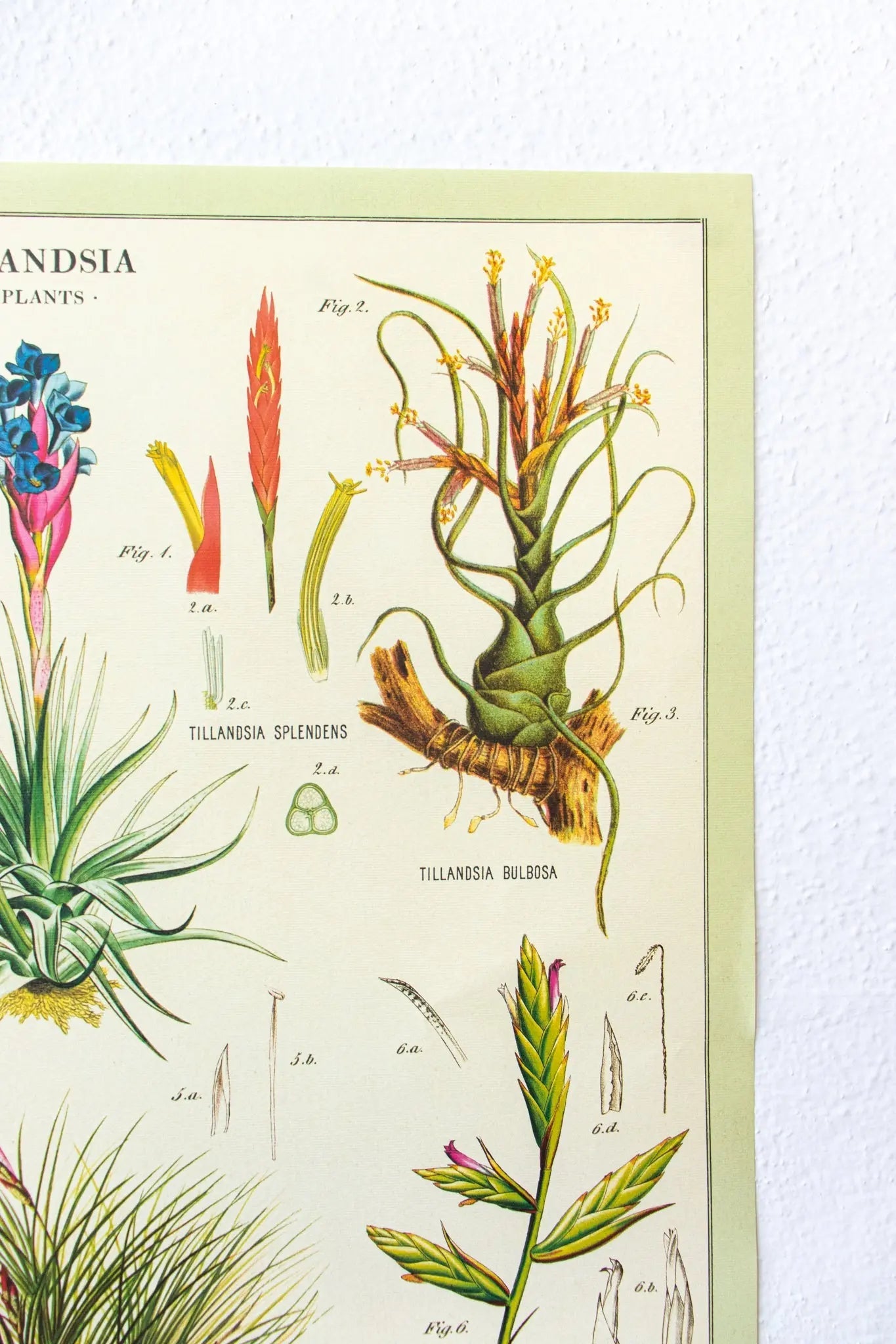 Tillandsia Scientific Chart