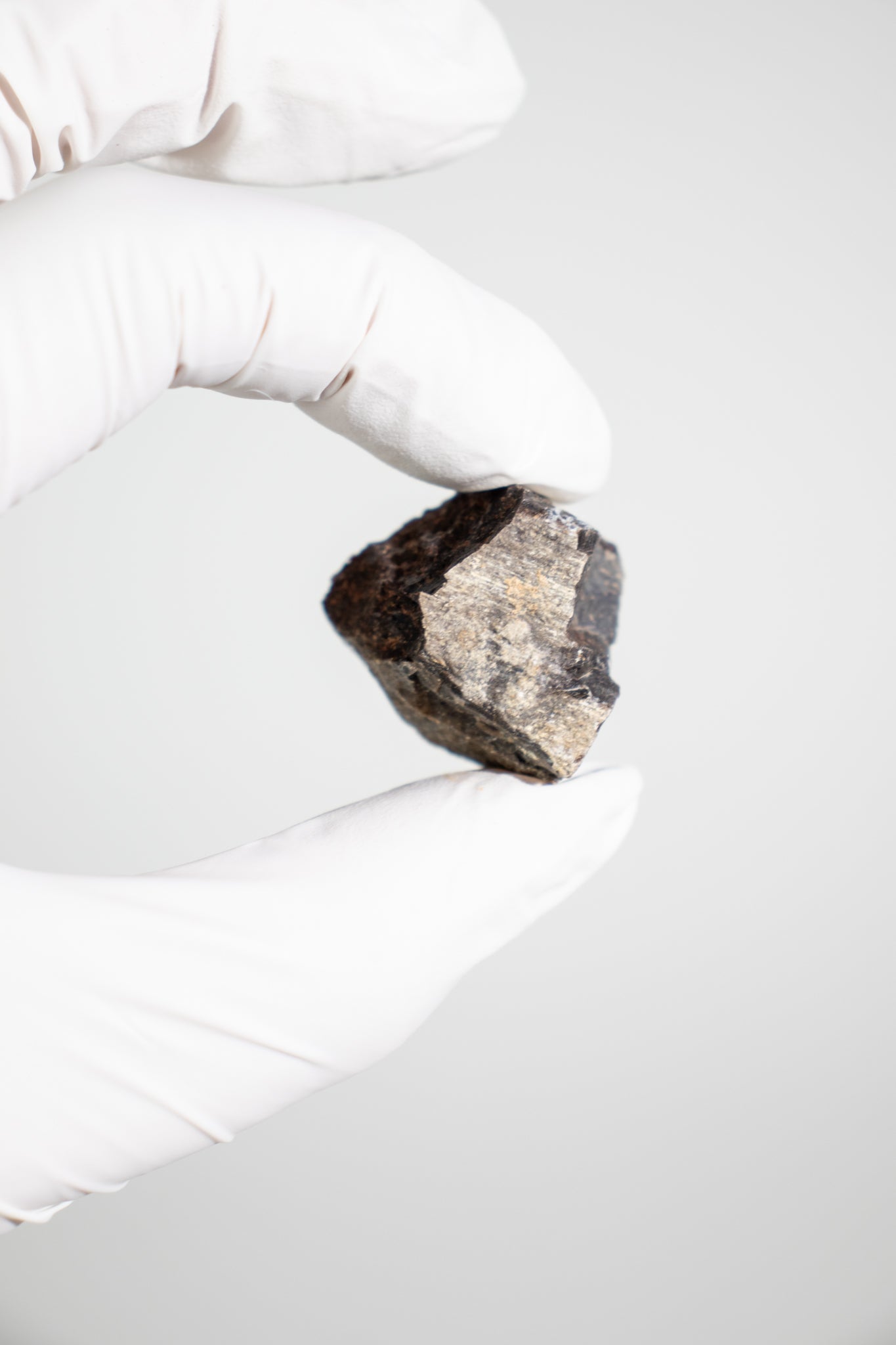 Triceratops Frill Fossil