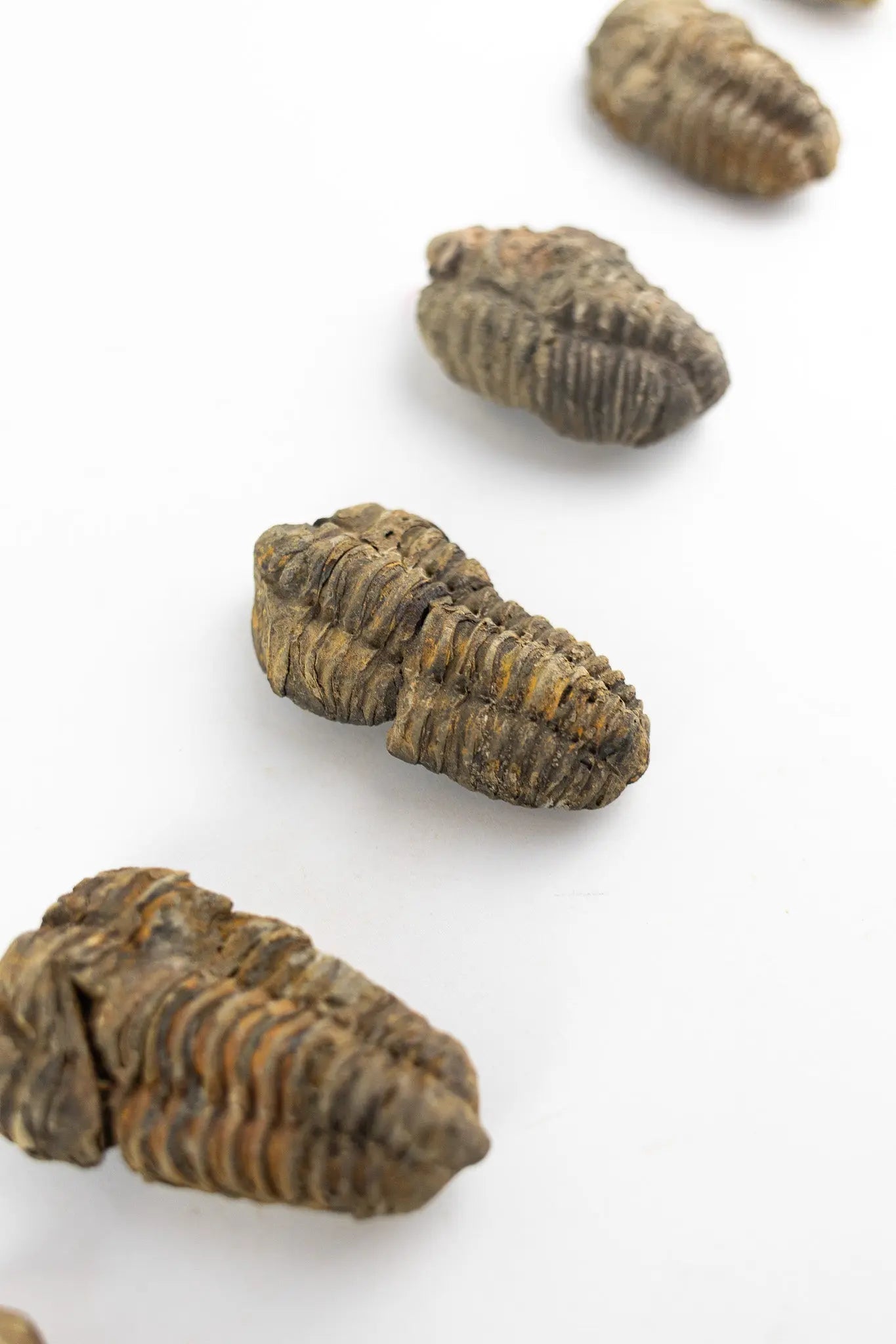 Trilobite Fossil