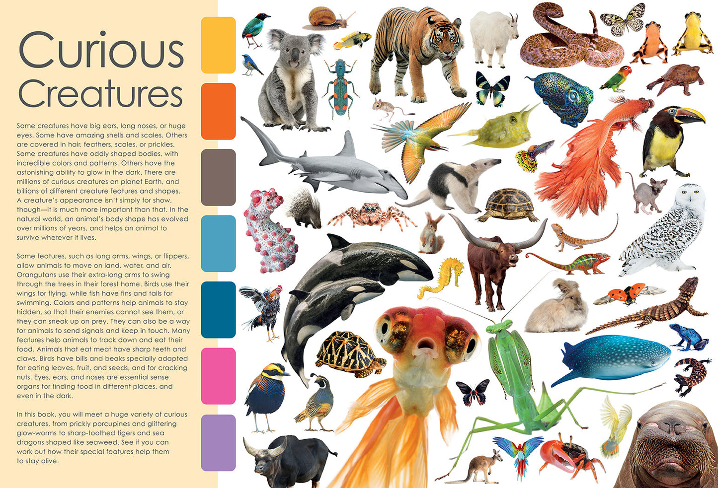 Curious Creatures