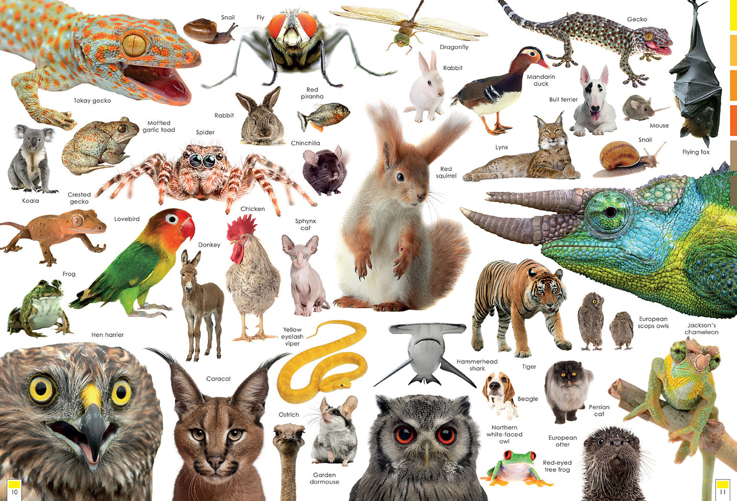 Curious Creatures