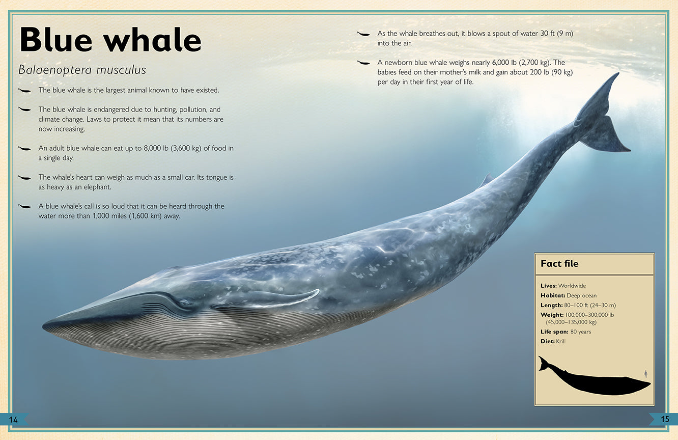 The Magnificent Book of Ocean Creatures