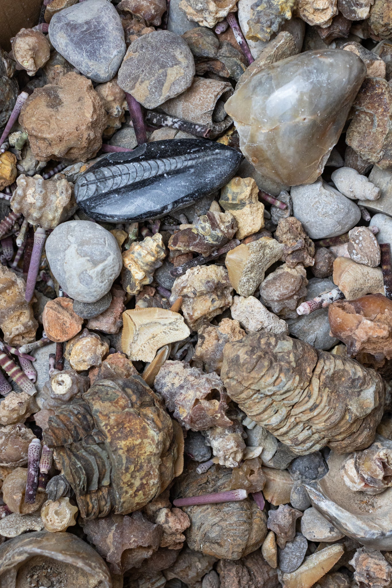 Fossil Fragment Bag - 1lb
