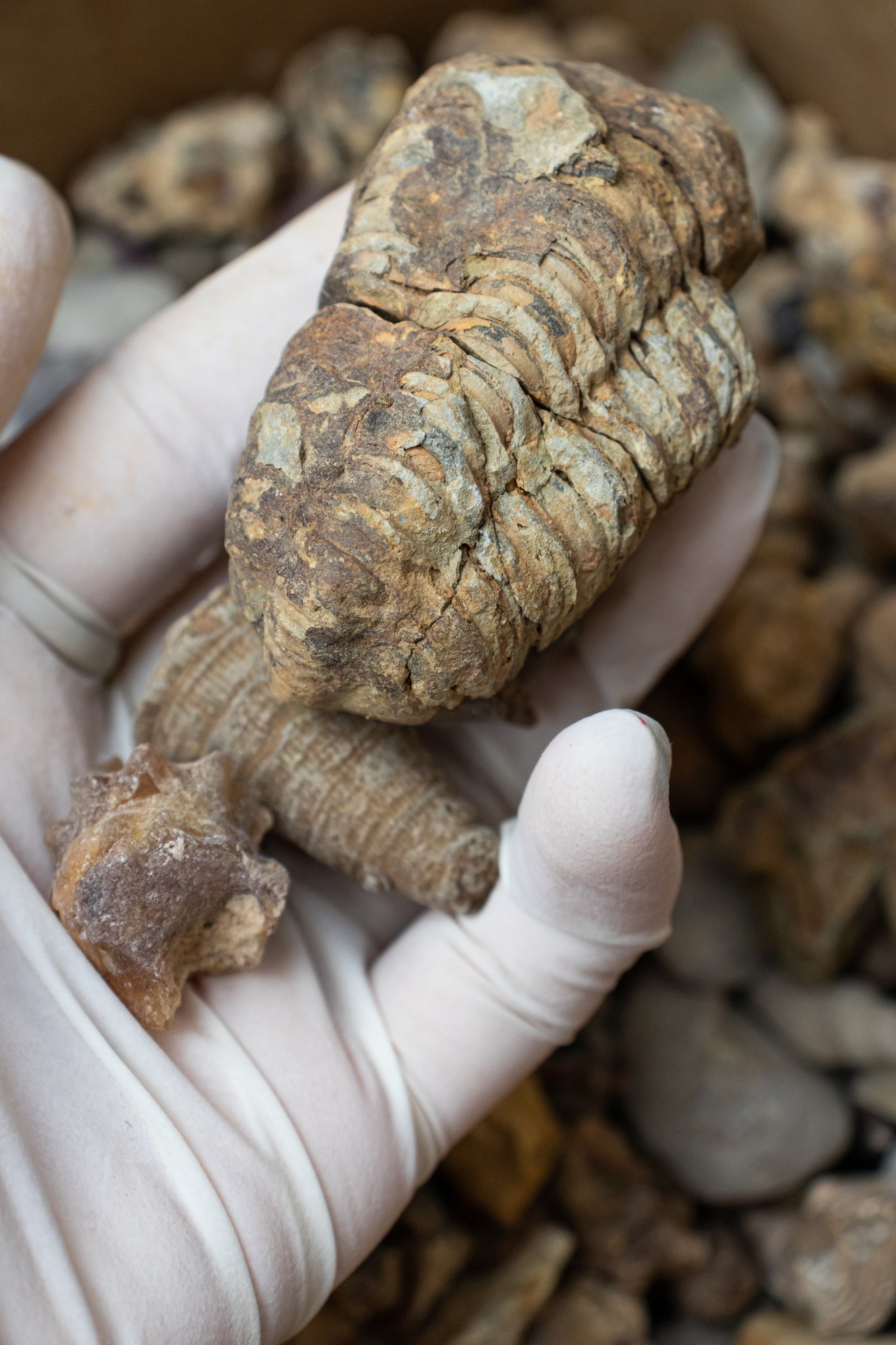 Fossil Fragment Bag - 1lb