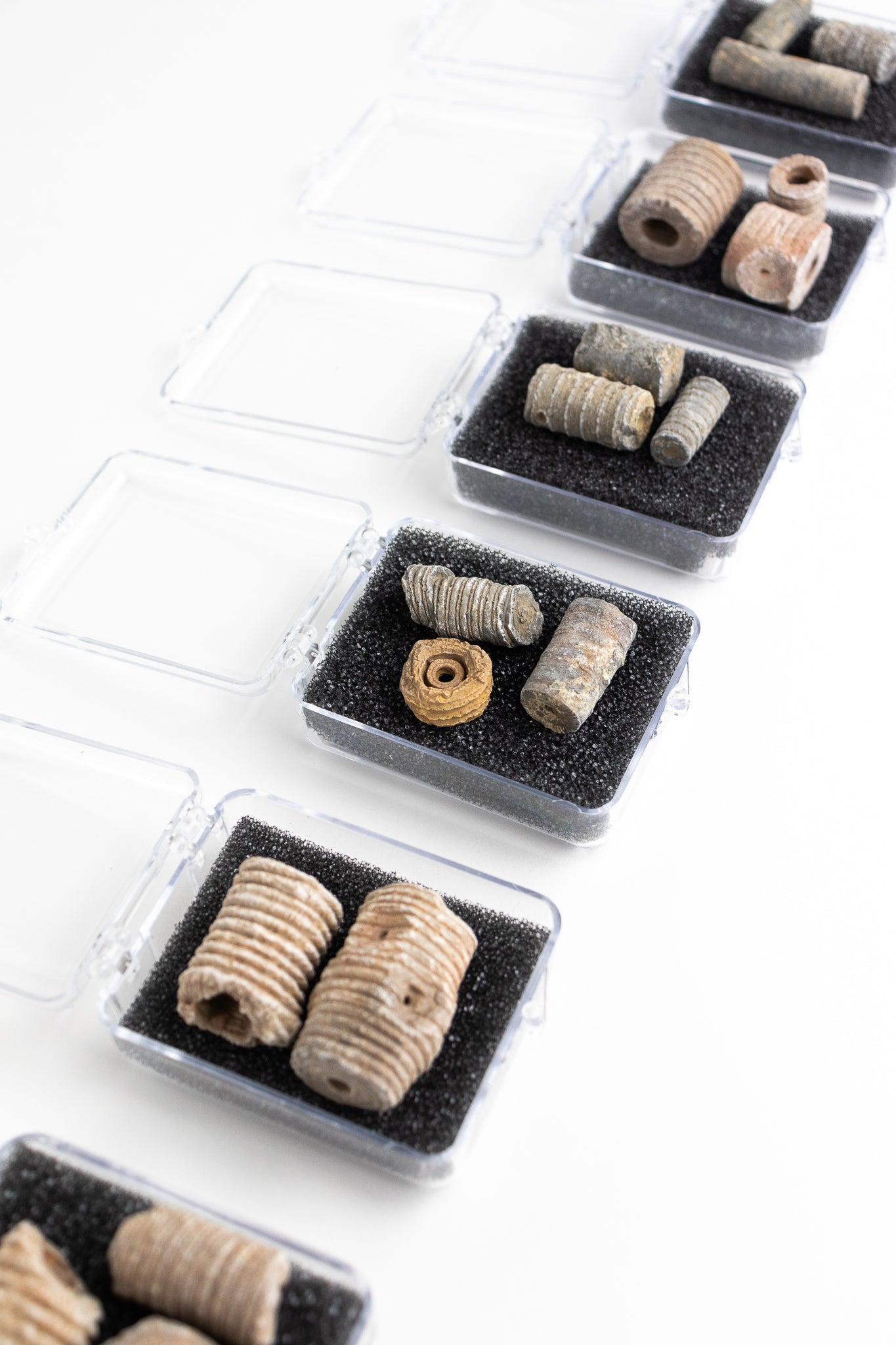 Large Crinoid Fossil