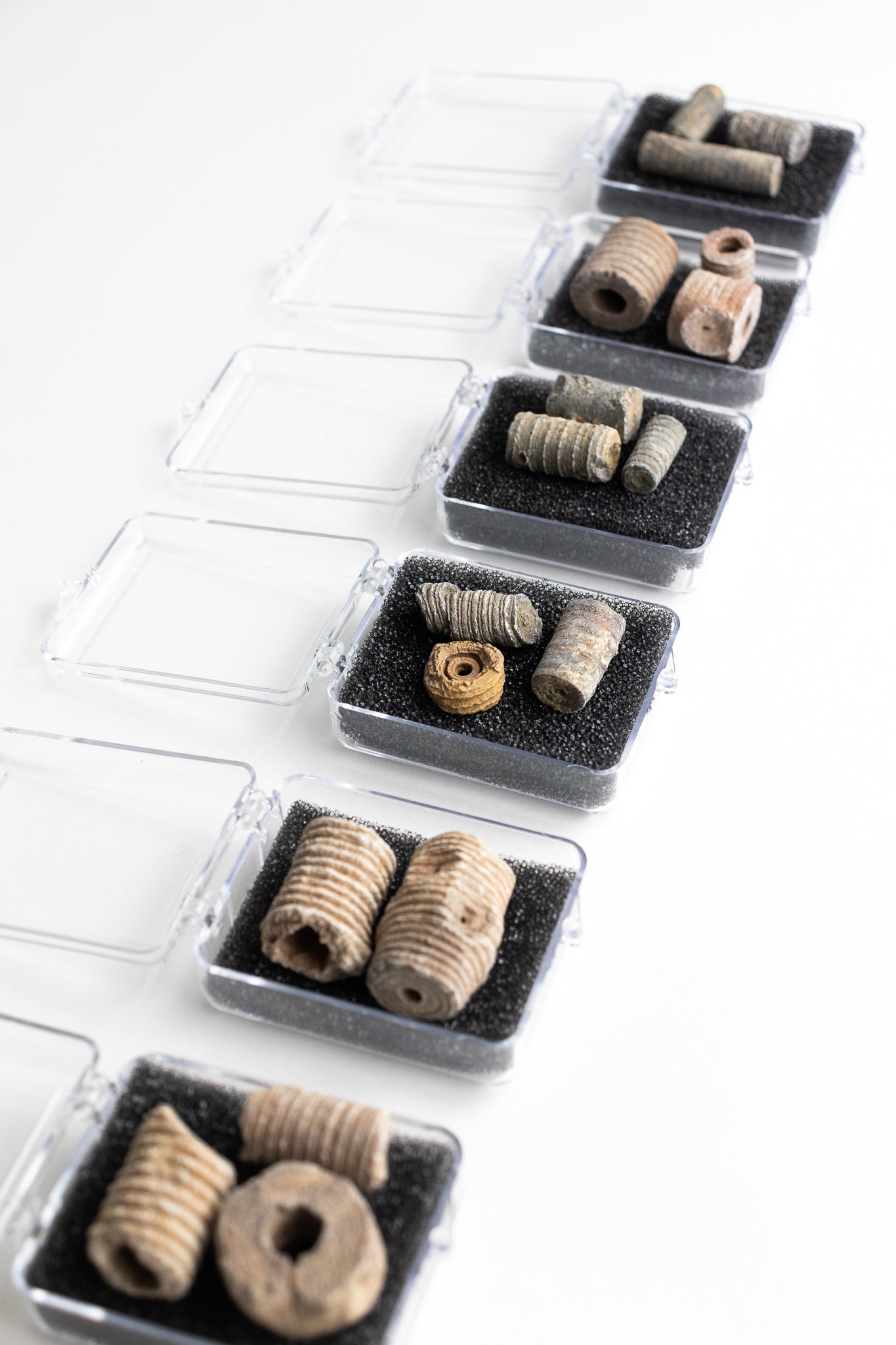 Large Crinoid Fossil