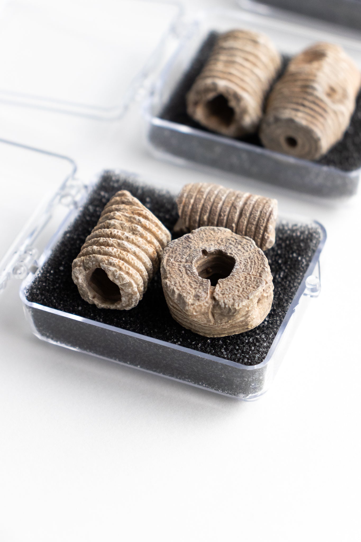 Large Crinoid Fossil