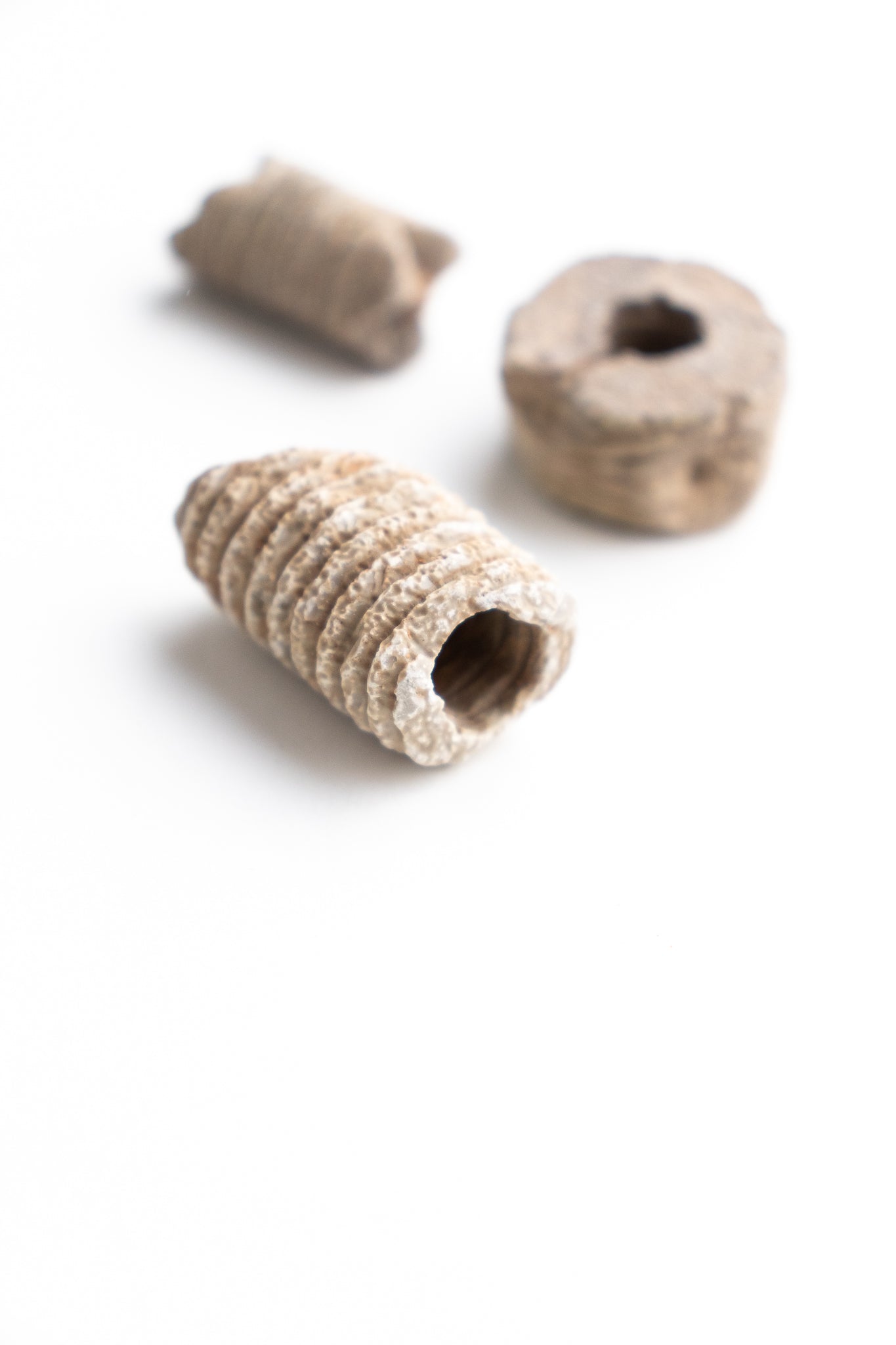 Large Crinoid Fossil