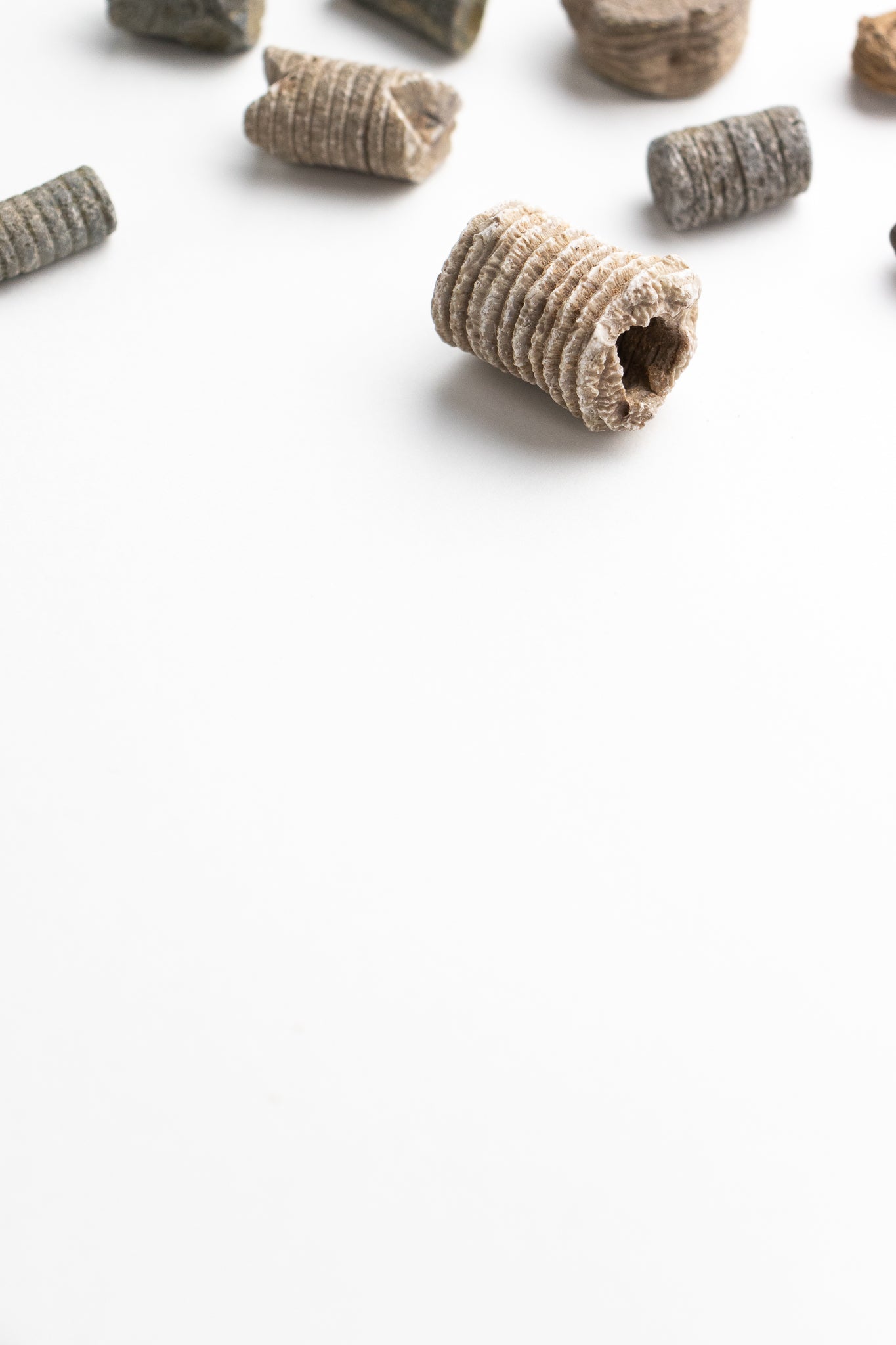 Large Crinoid Fossil