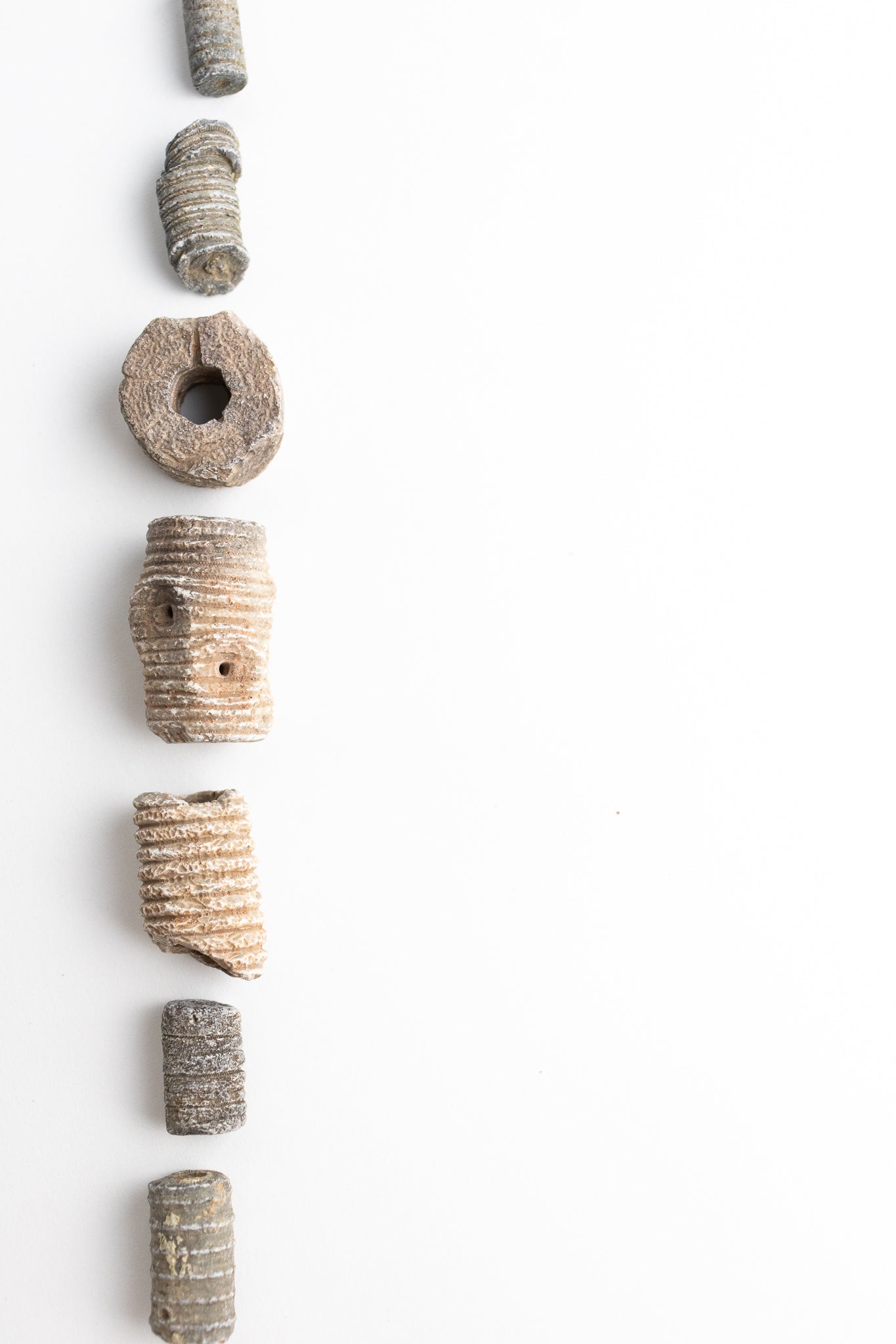 Large Crinoid Fossil