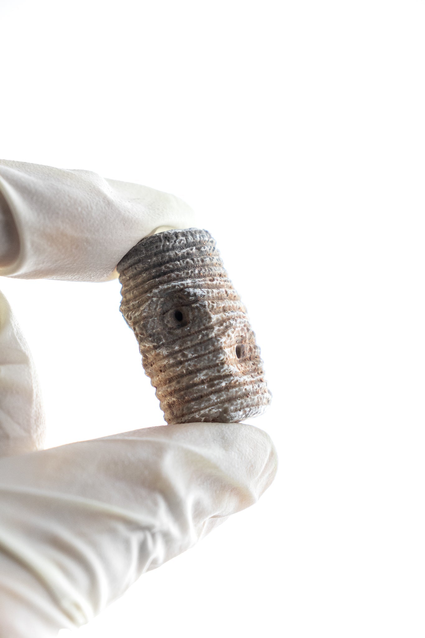 Large Crinoid Fossil