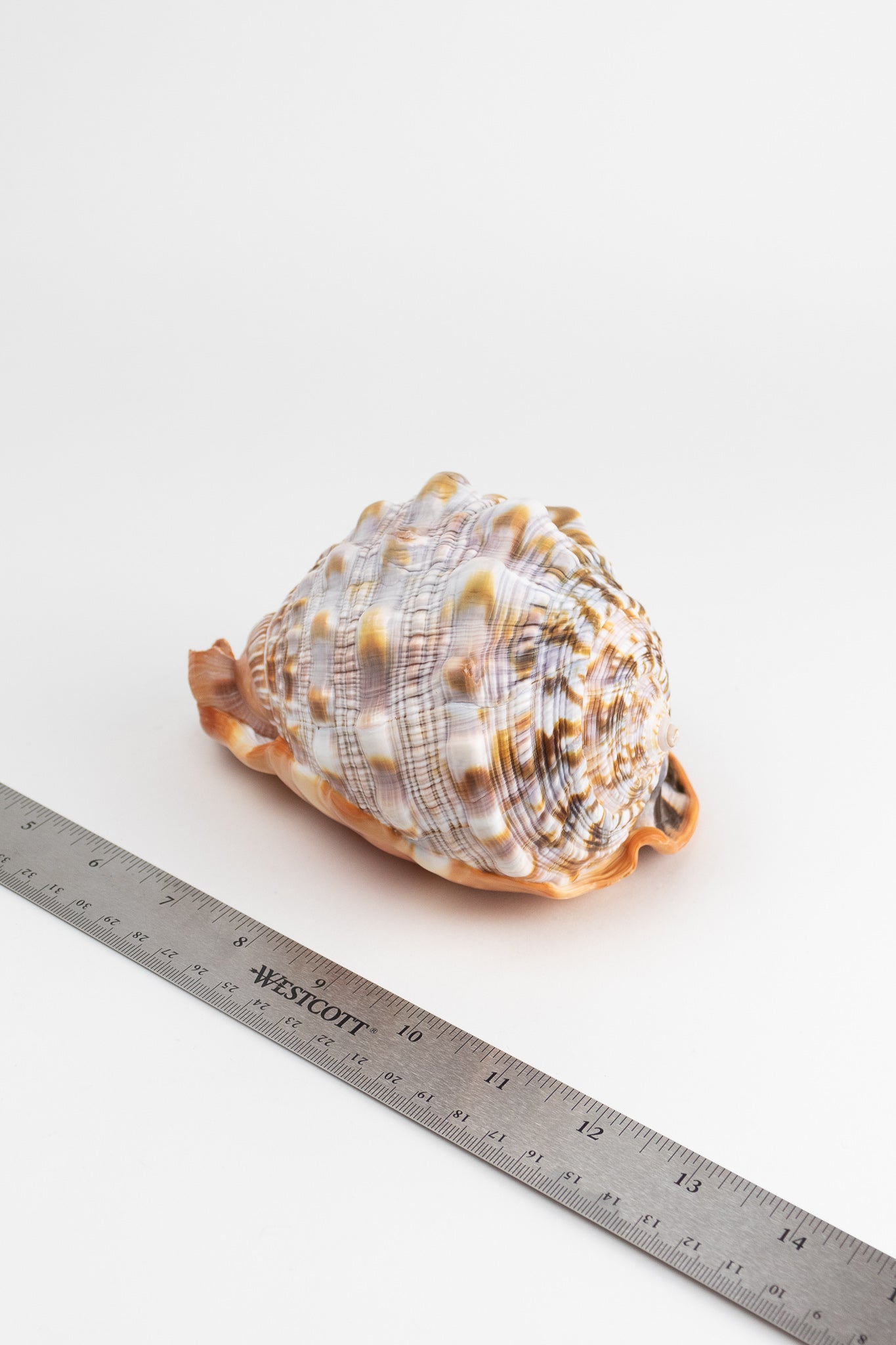 Bullmouth Shell