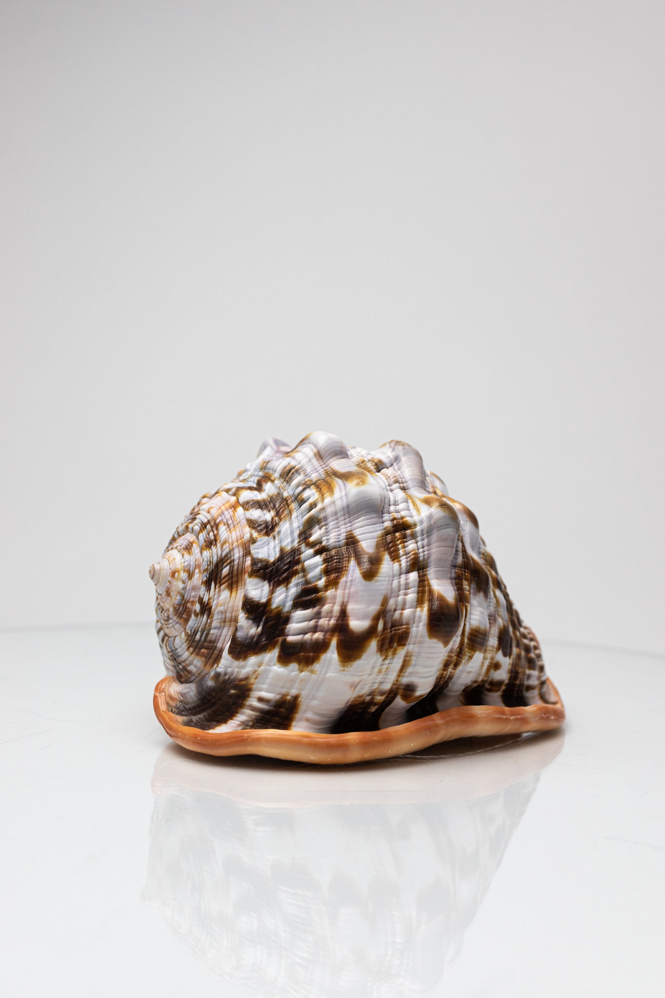 Bullmouth Shell