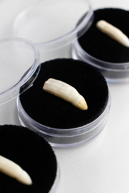 Alligator Tooth