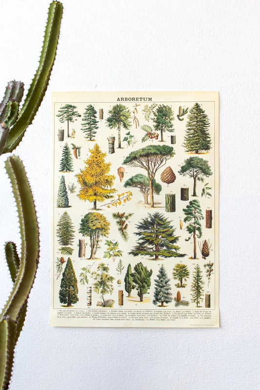 Arboretum Scientific Chart