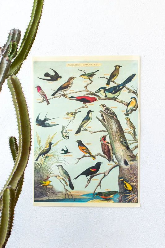 Audubon Birds Scientific Chart
