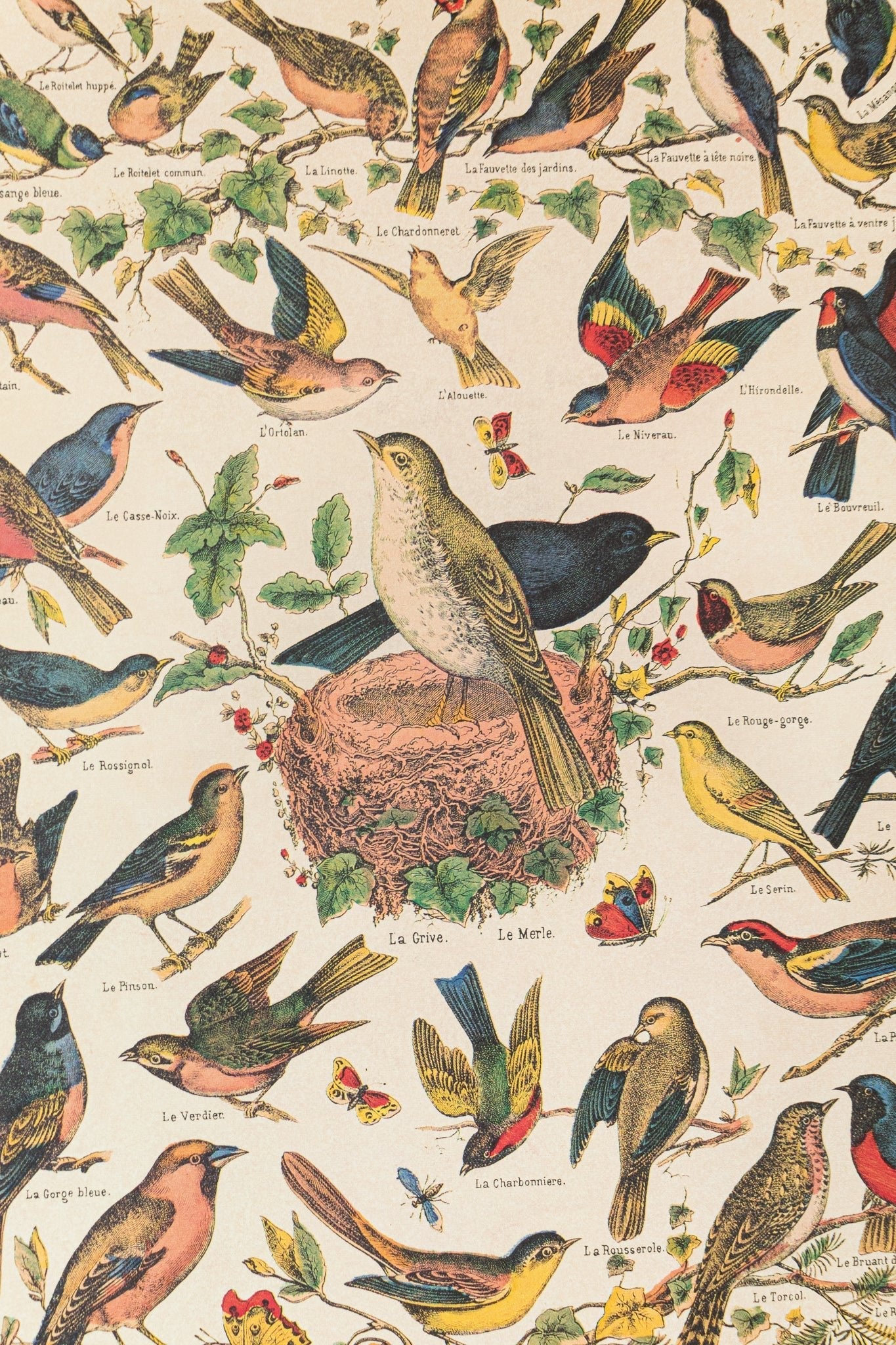 Birds Natural History Scientific Chart