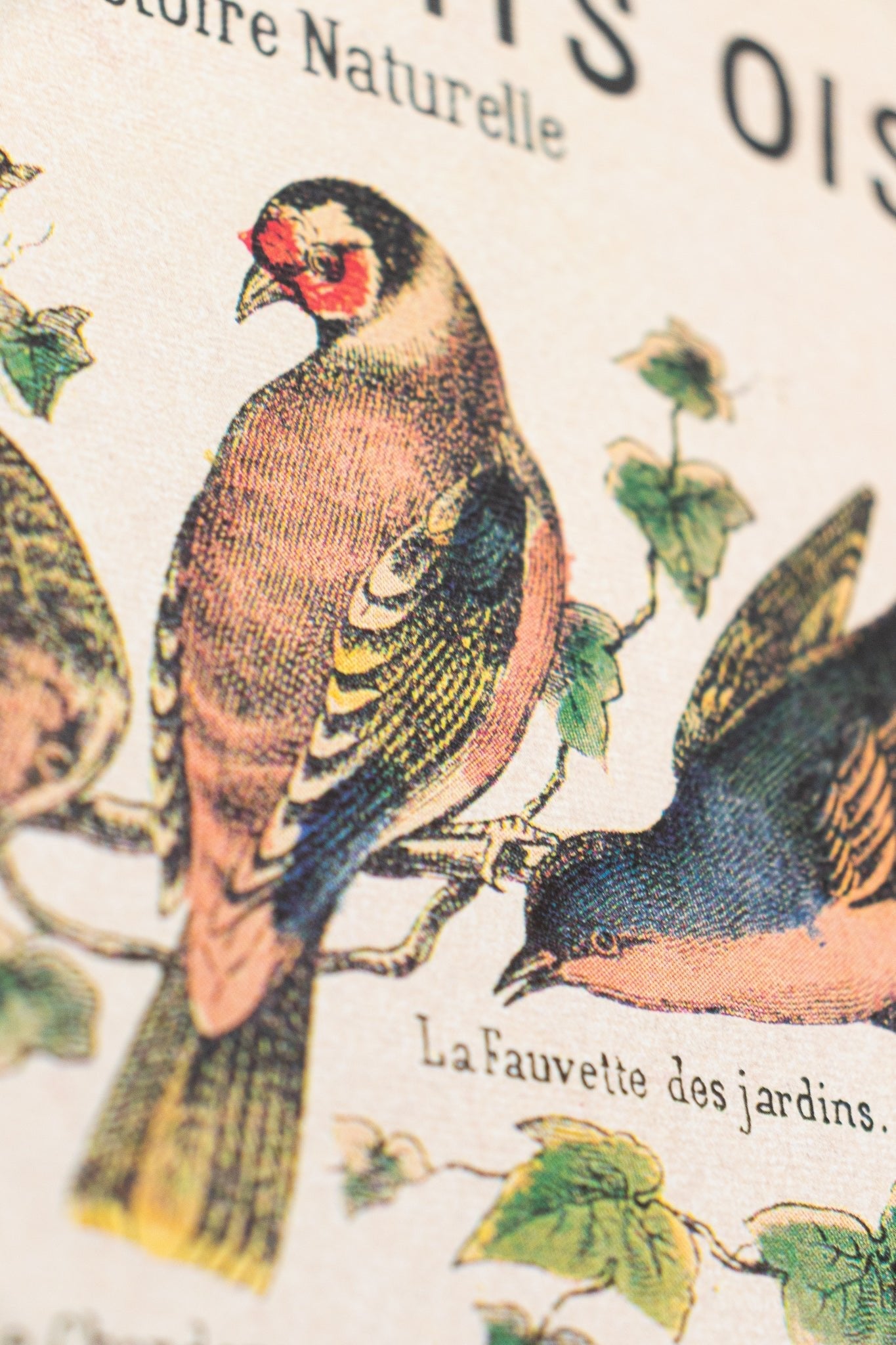 Birds Natural History Scientific Chart