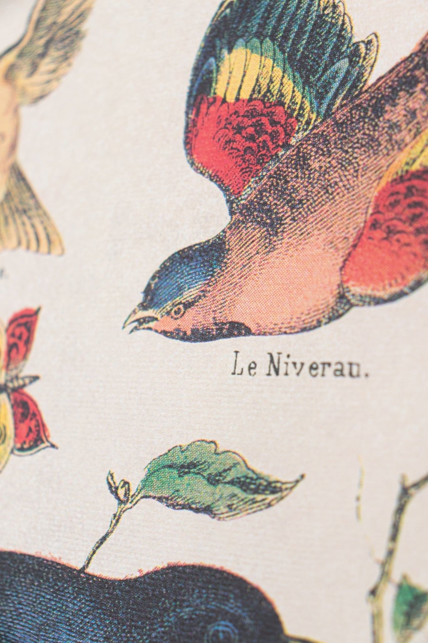 Birds Natural History Scientific Chart