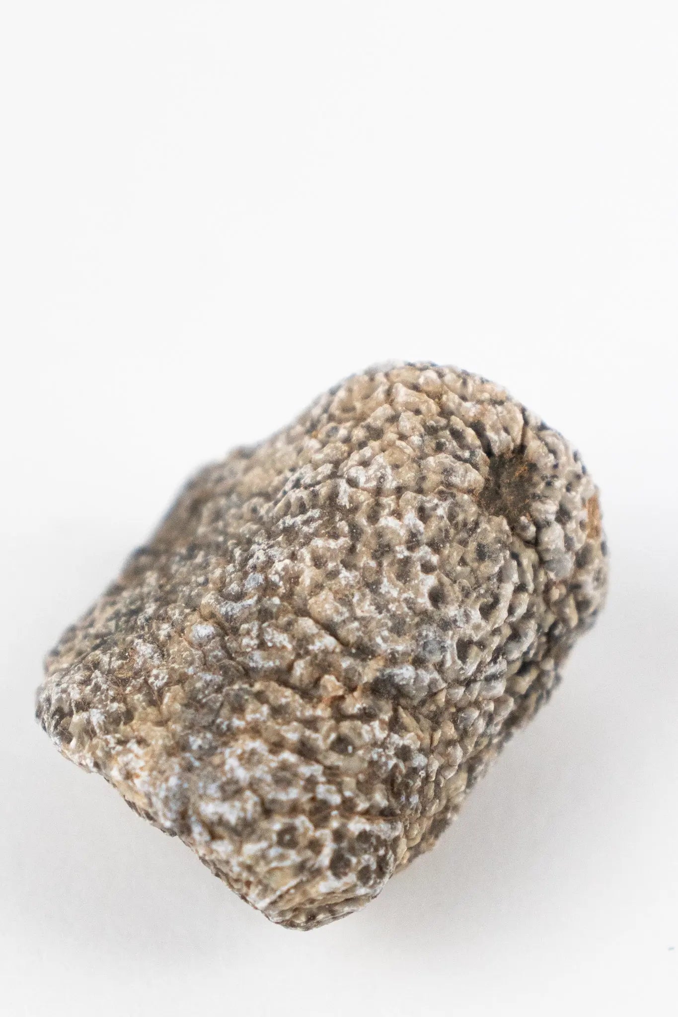 Bryozoa Fossil