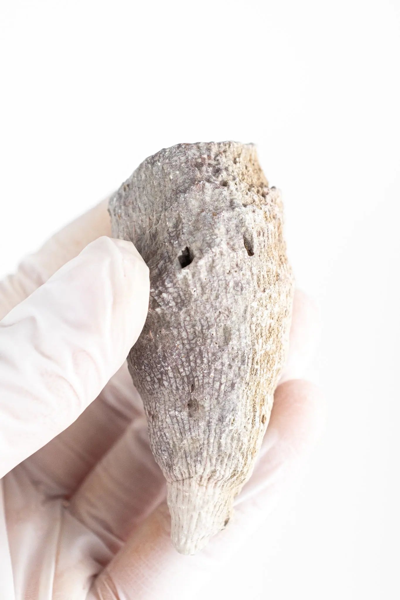 Horn Coral Fossil