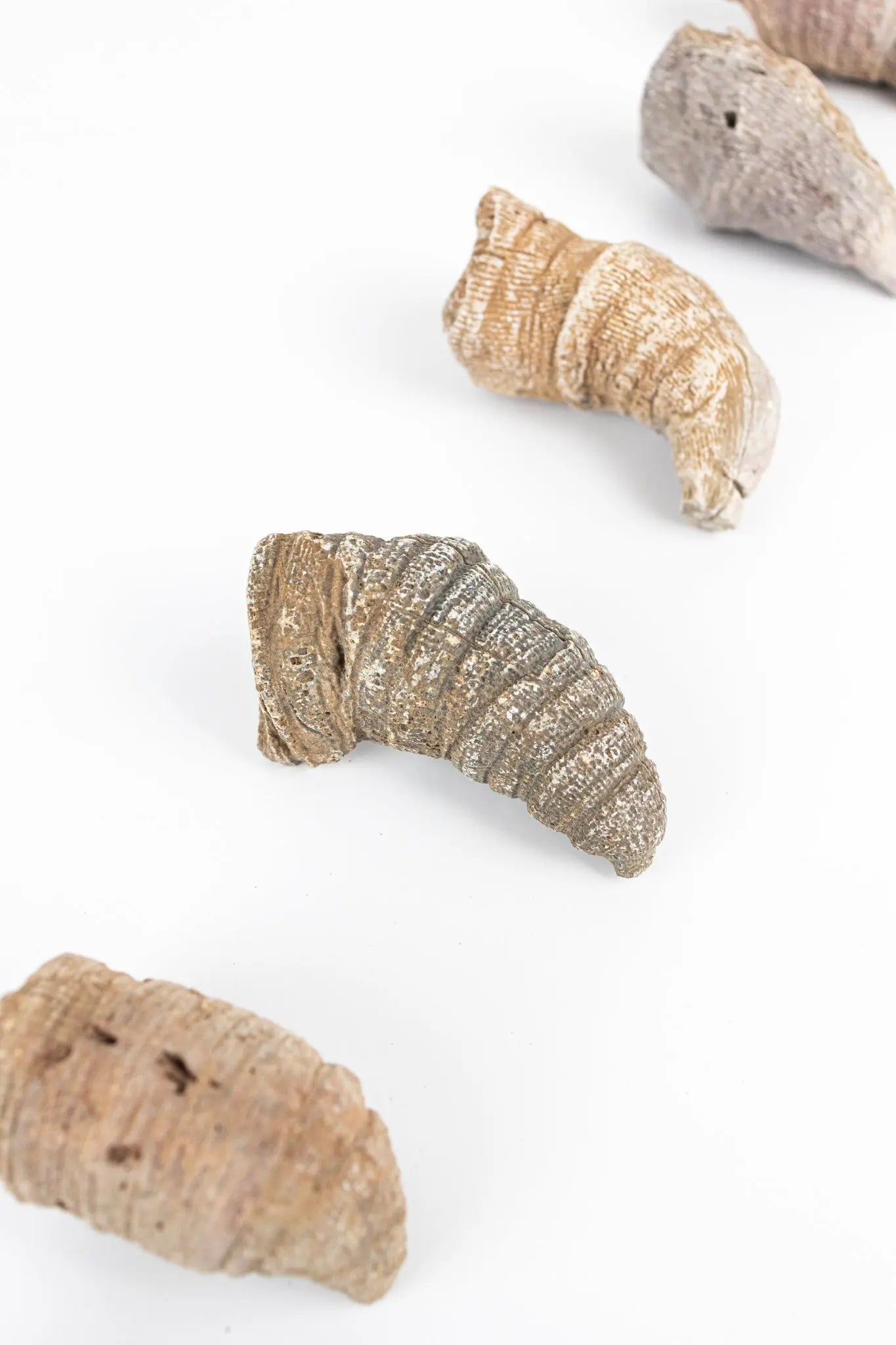 Horn Coral Fossil