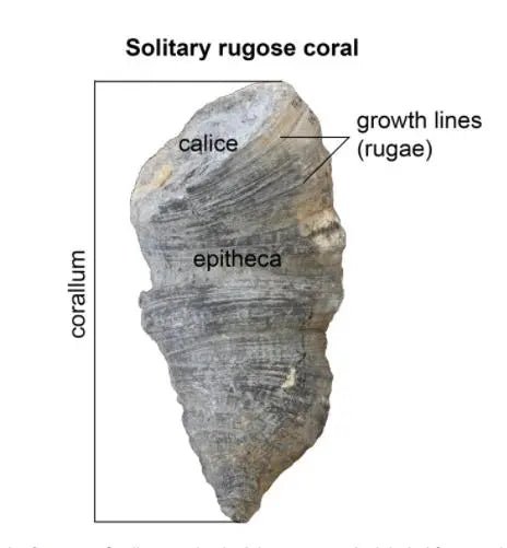 Horn Coral Fossil