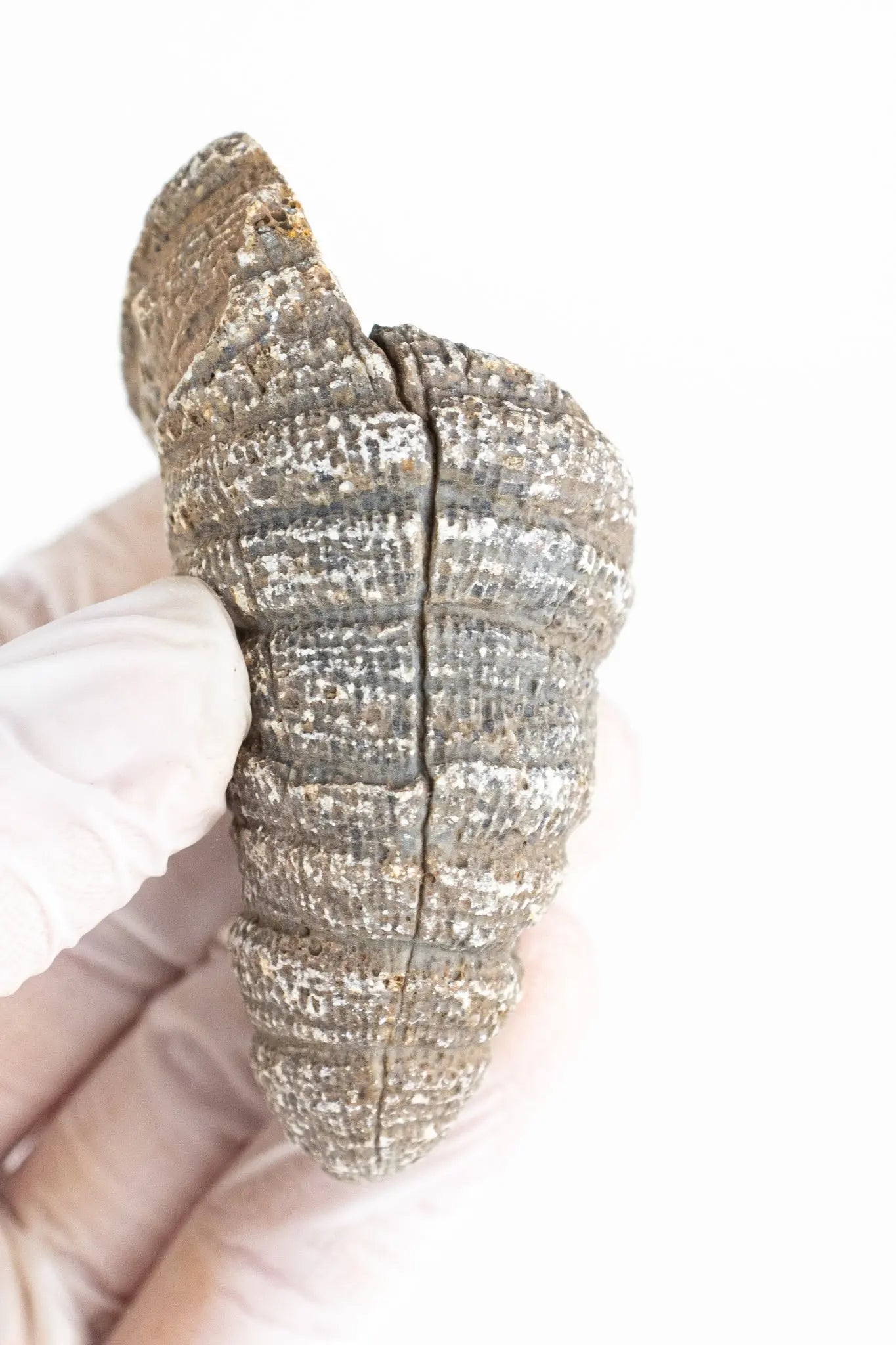 Horn Coral Fossil