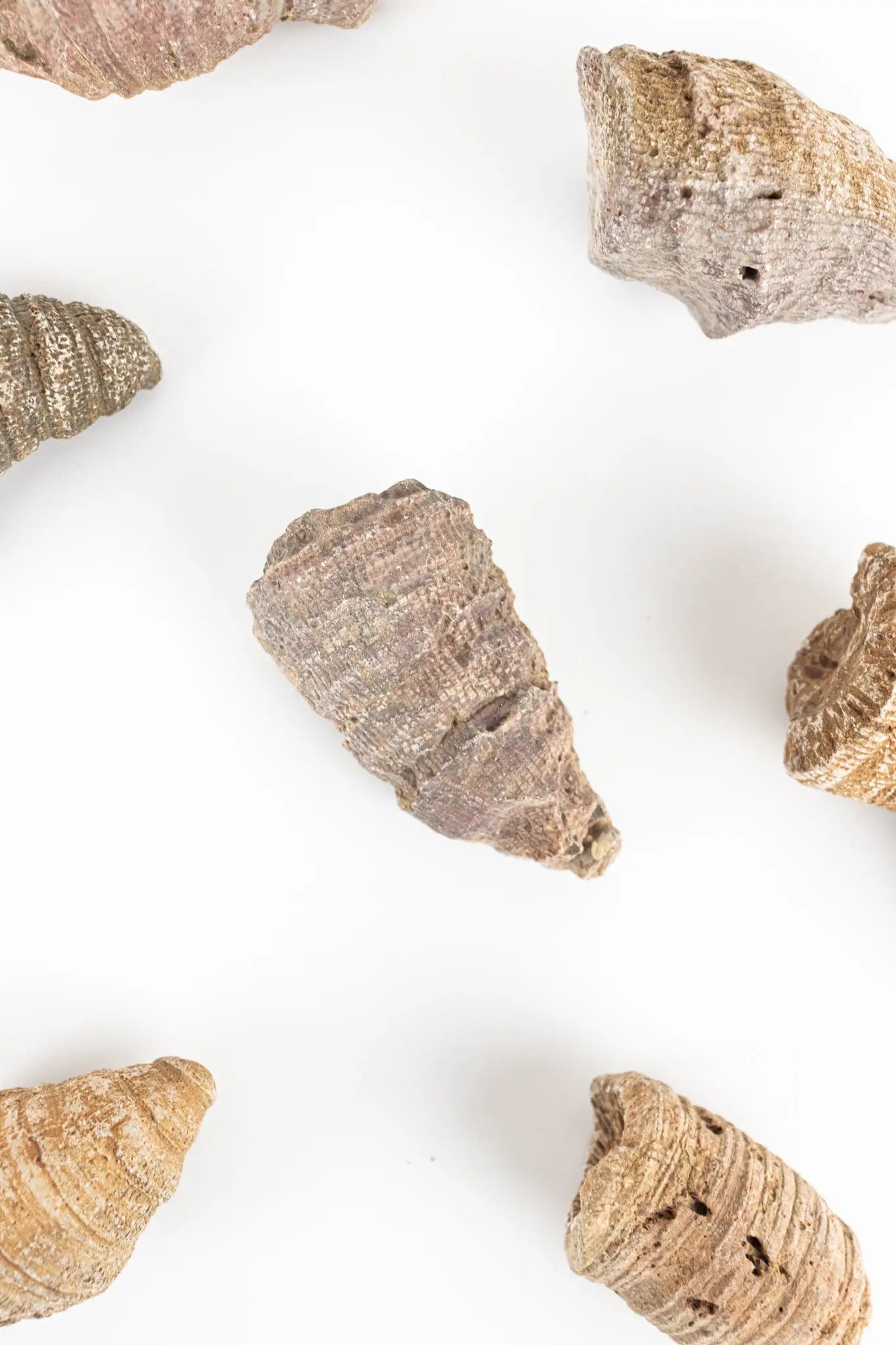 Horn Coral Fossil