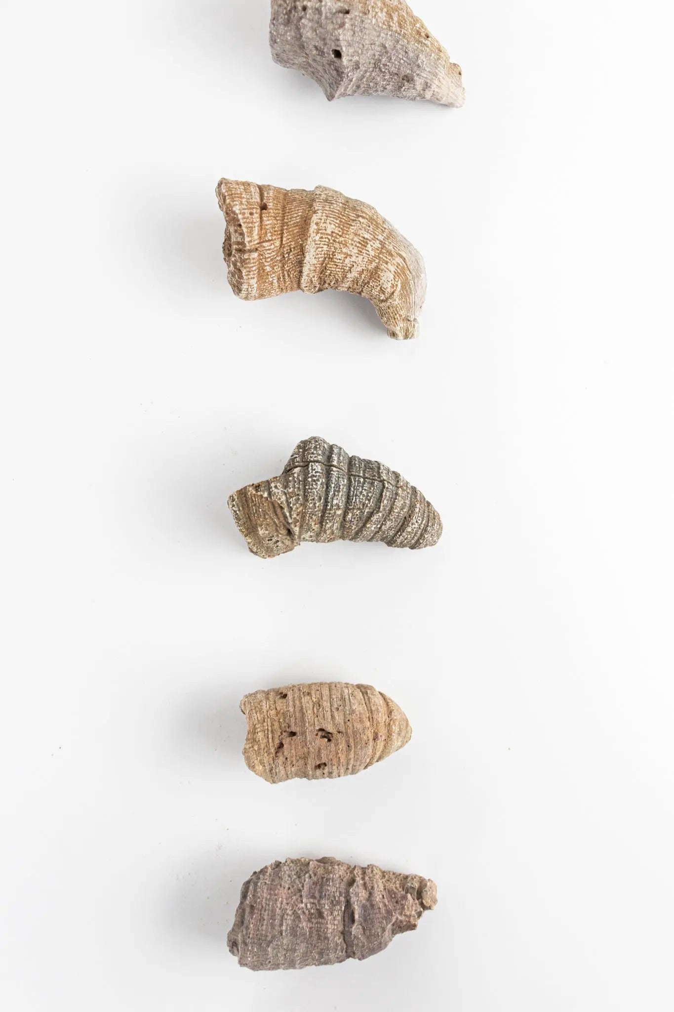 Horn Coral Fossil