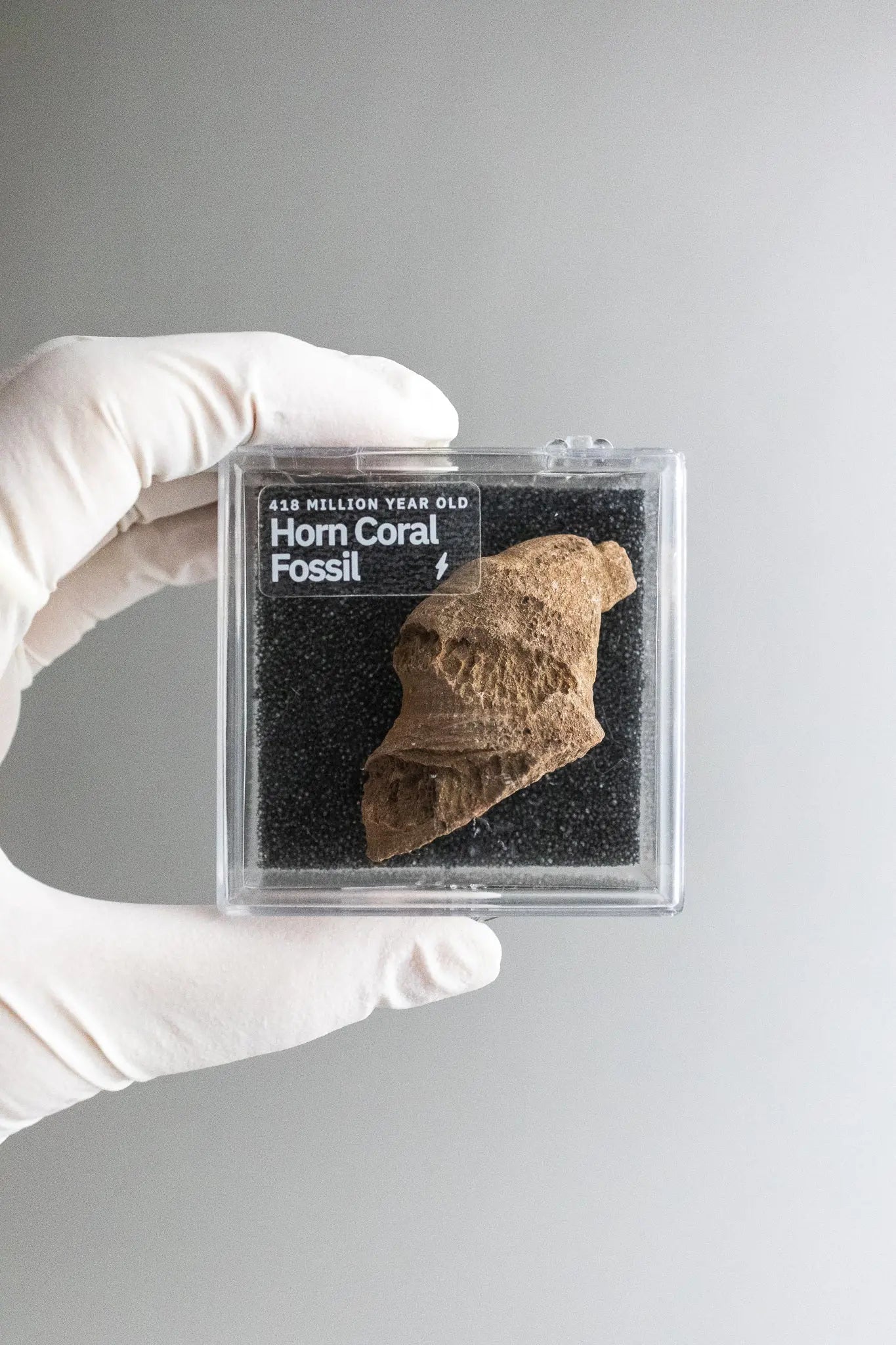 Horn Coral Fossil