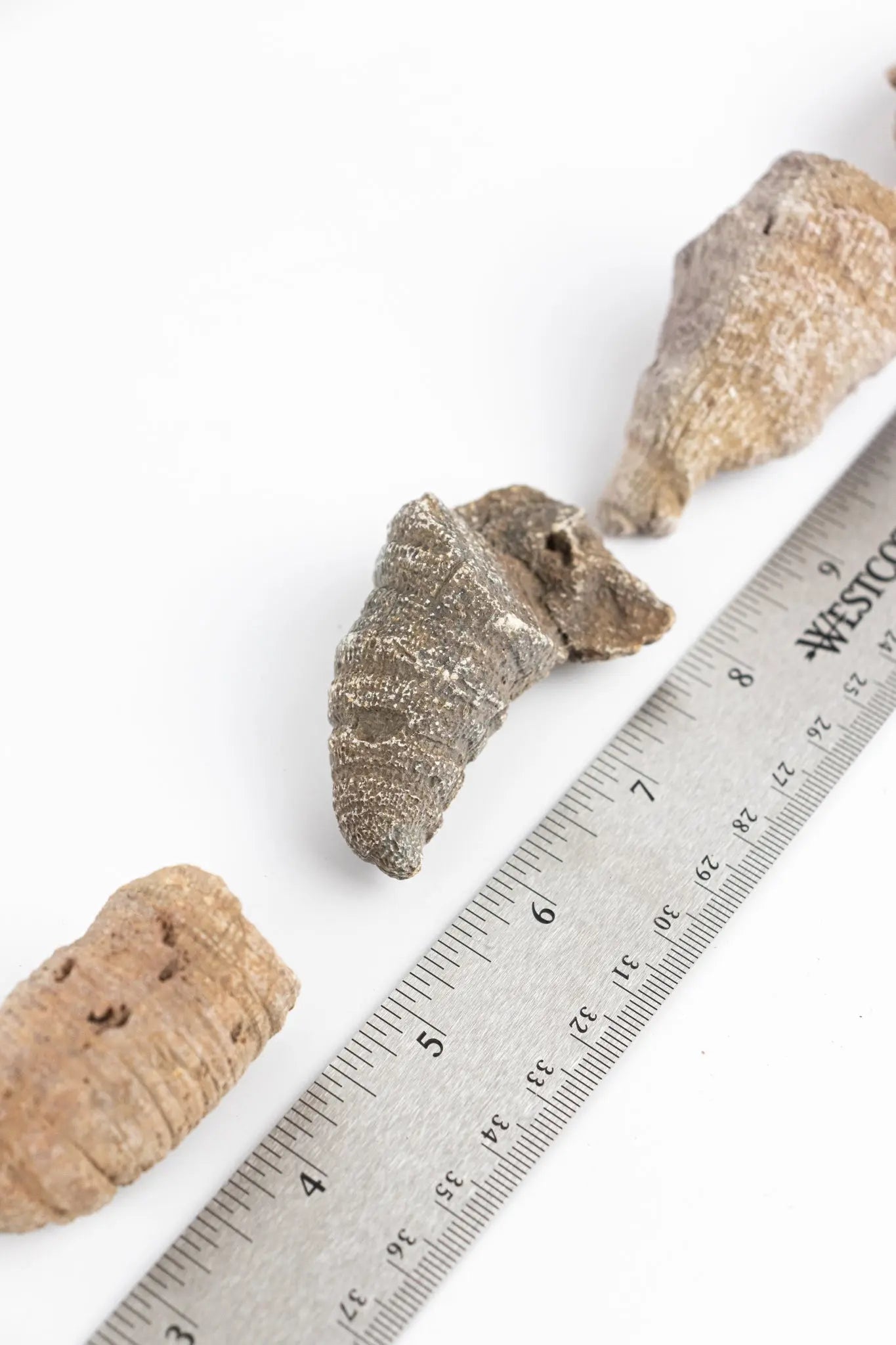 Horn Coral Fossil