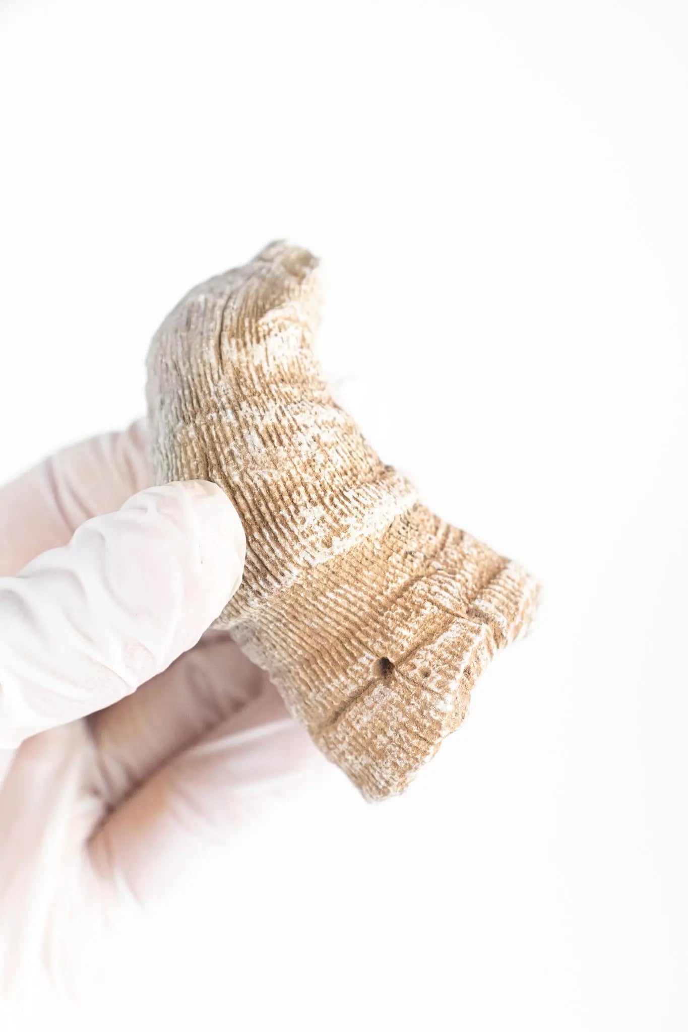 Horn Coral Fossil