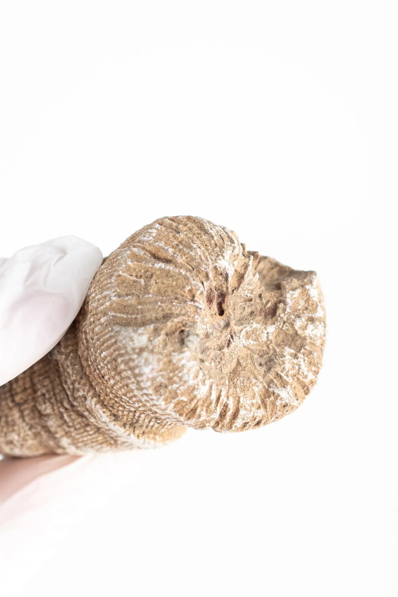 Horn Coral Fossil