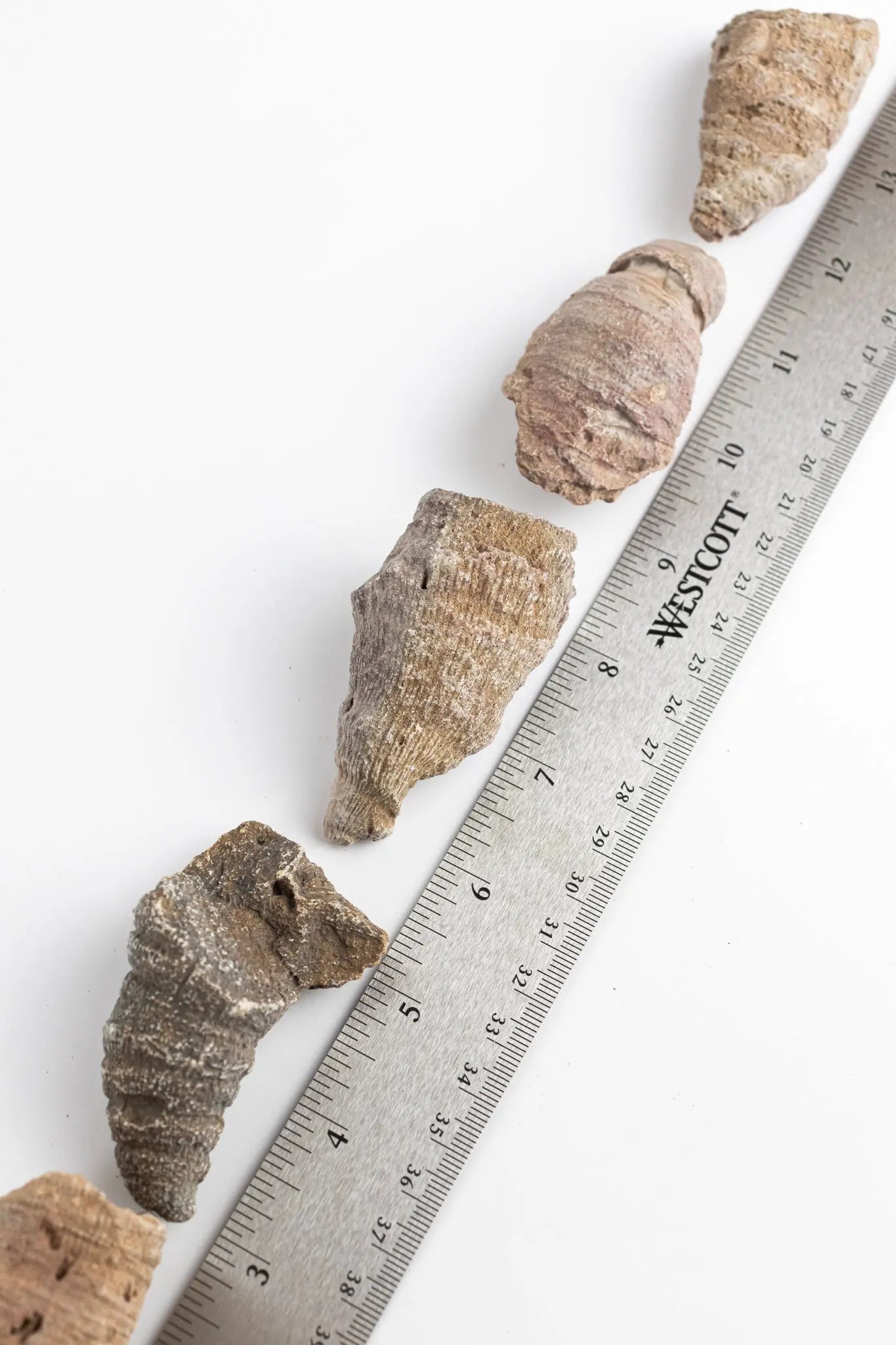 Horn Coral Fossil
