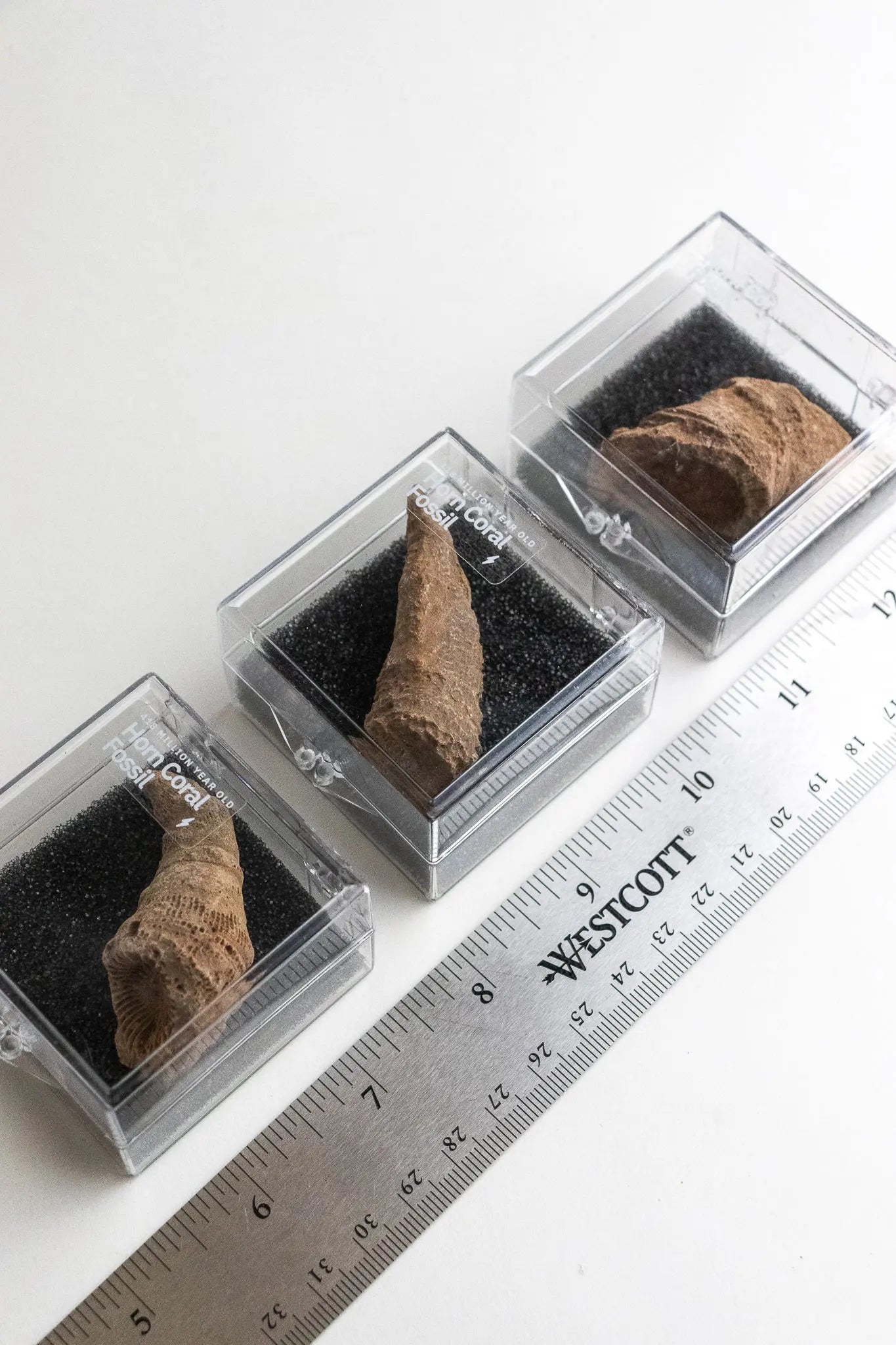 Horn Coral Fossil