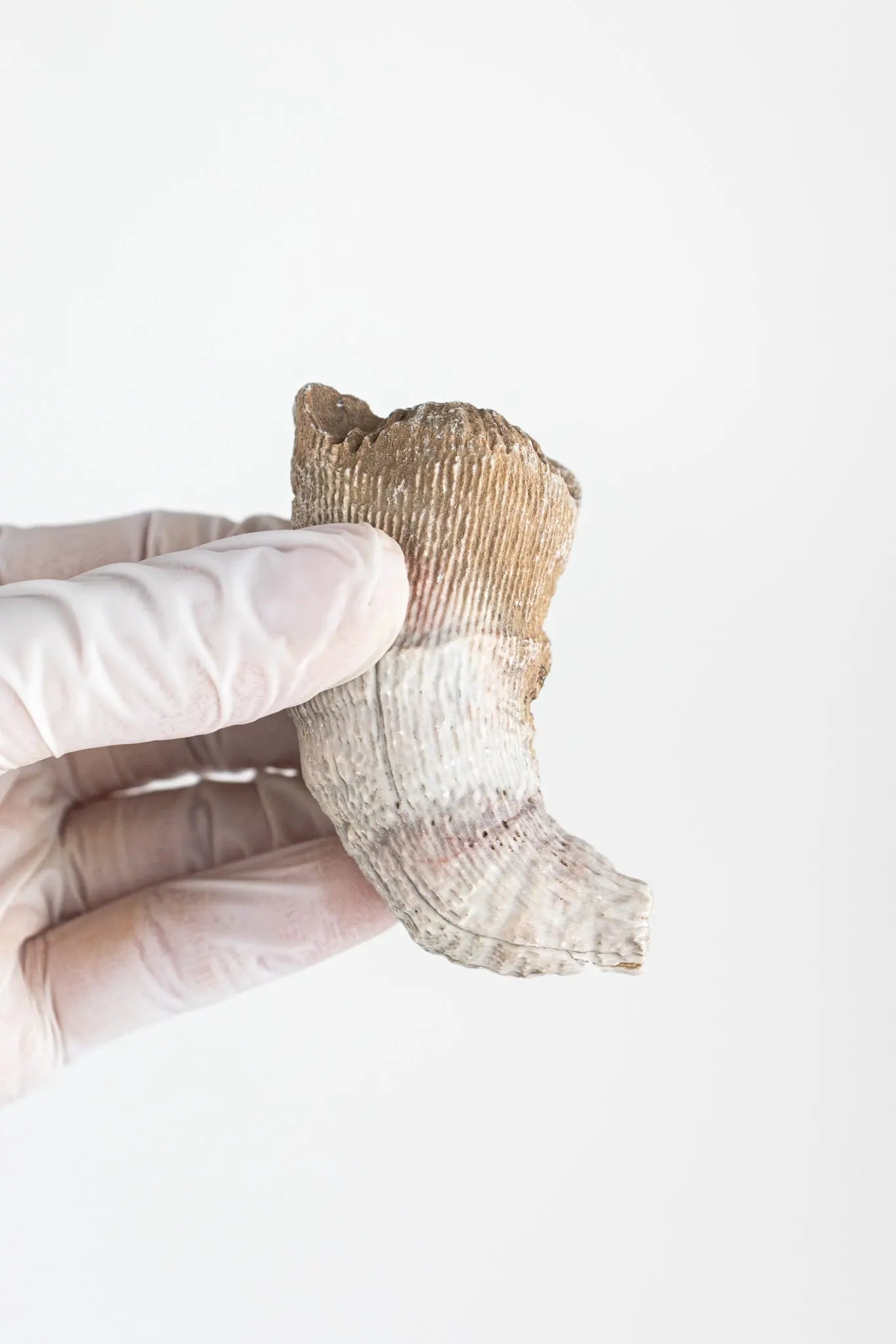 Horn Coral Fossil