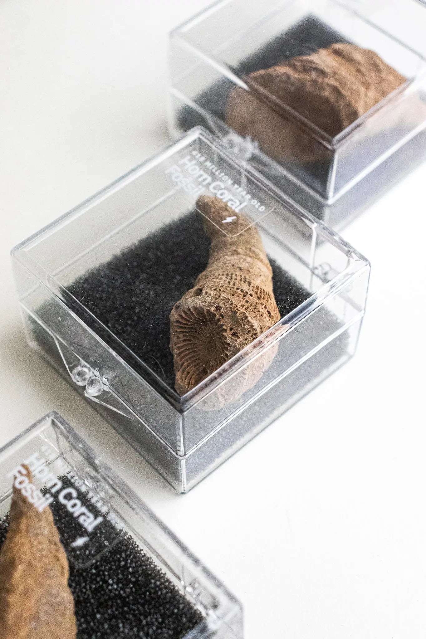 Horn Coral Fossil