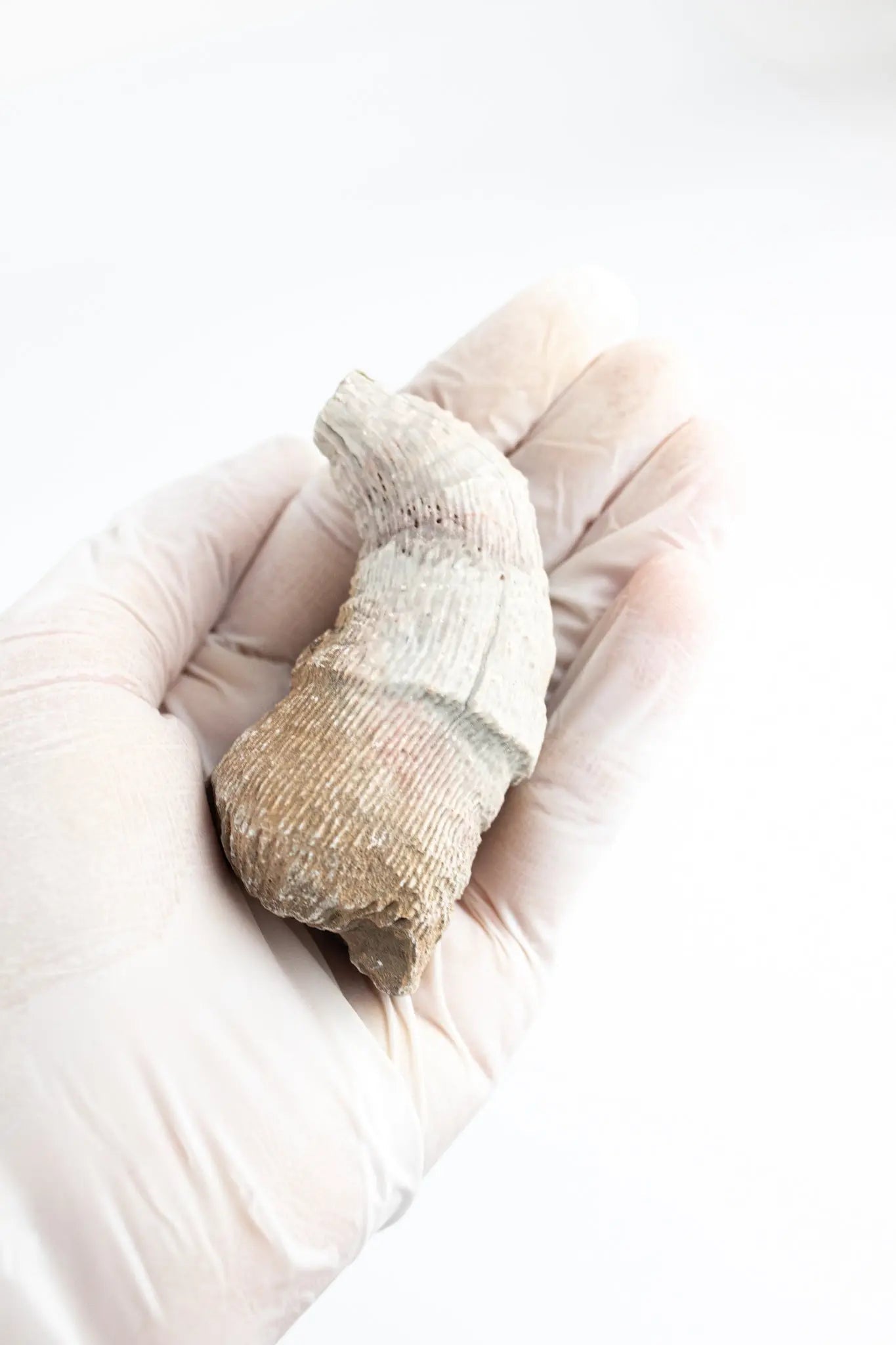 Horn Coral Fossil