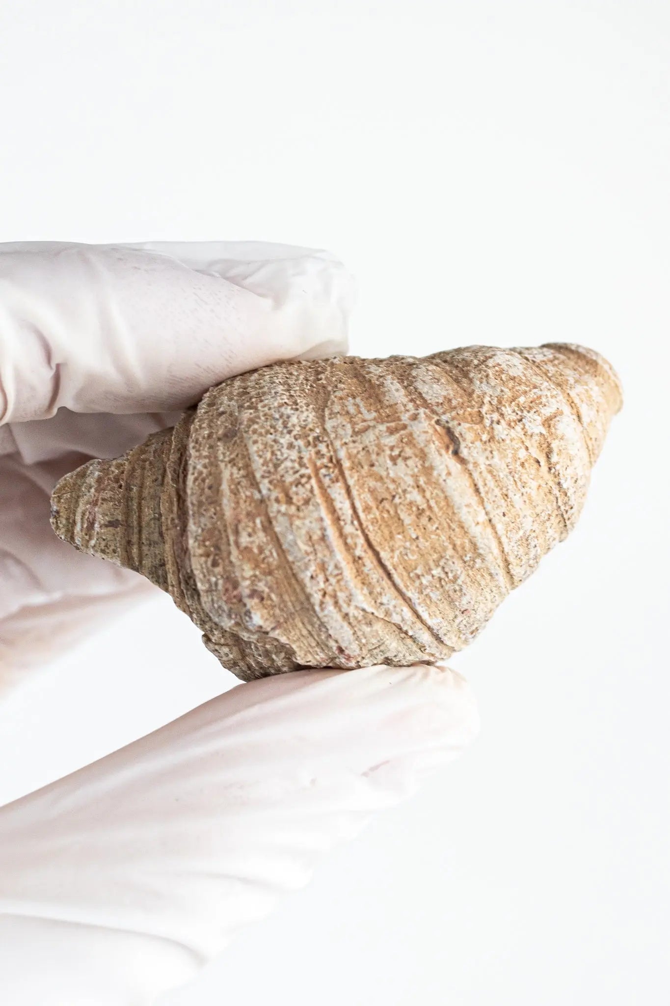 Horn Coral Fossil