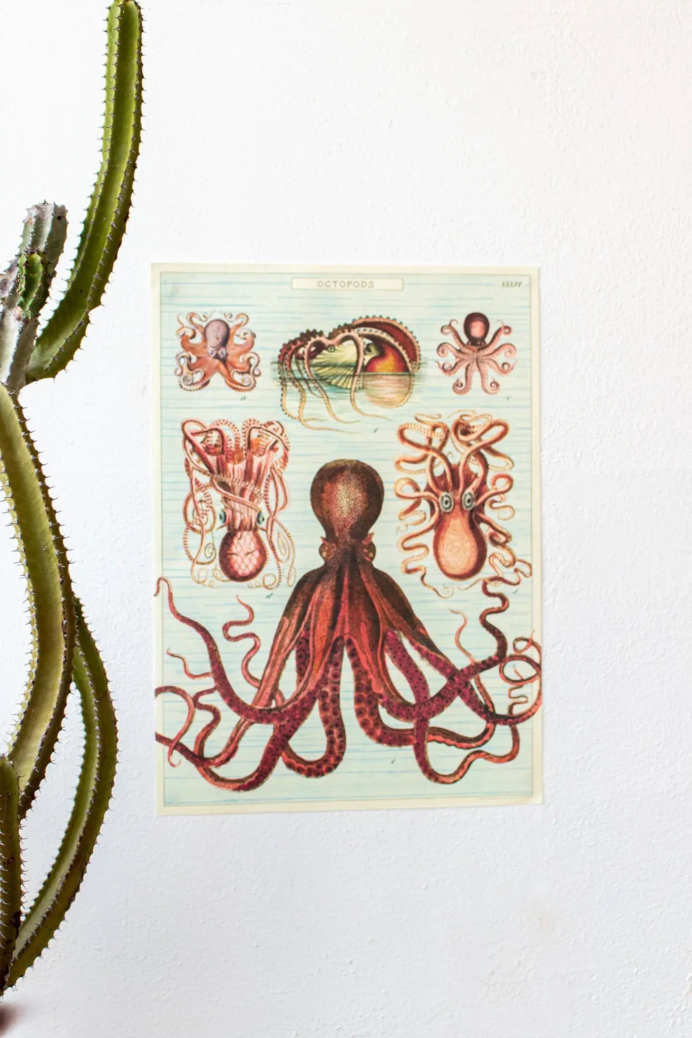 Octopods Scientific Chart