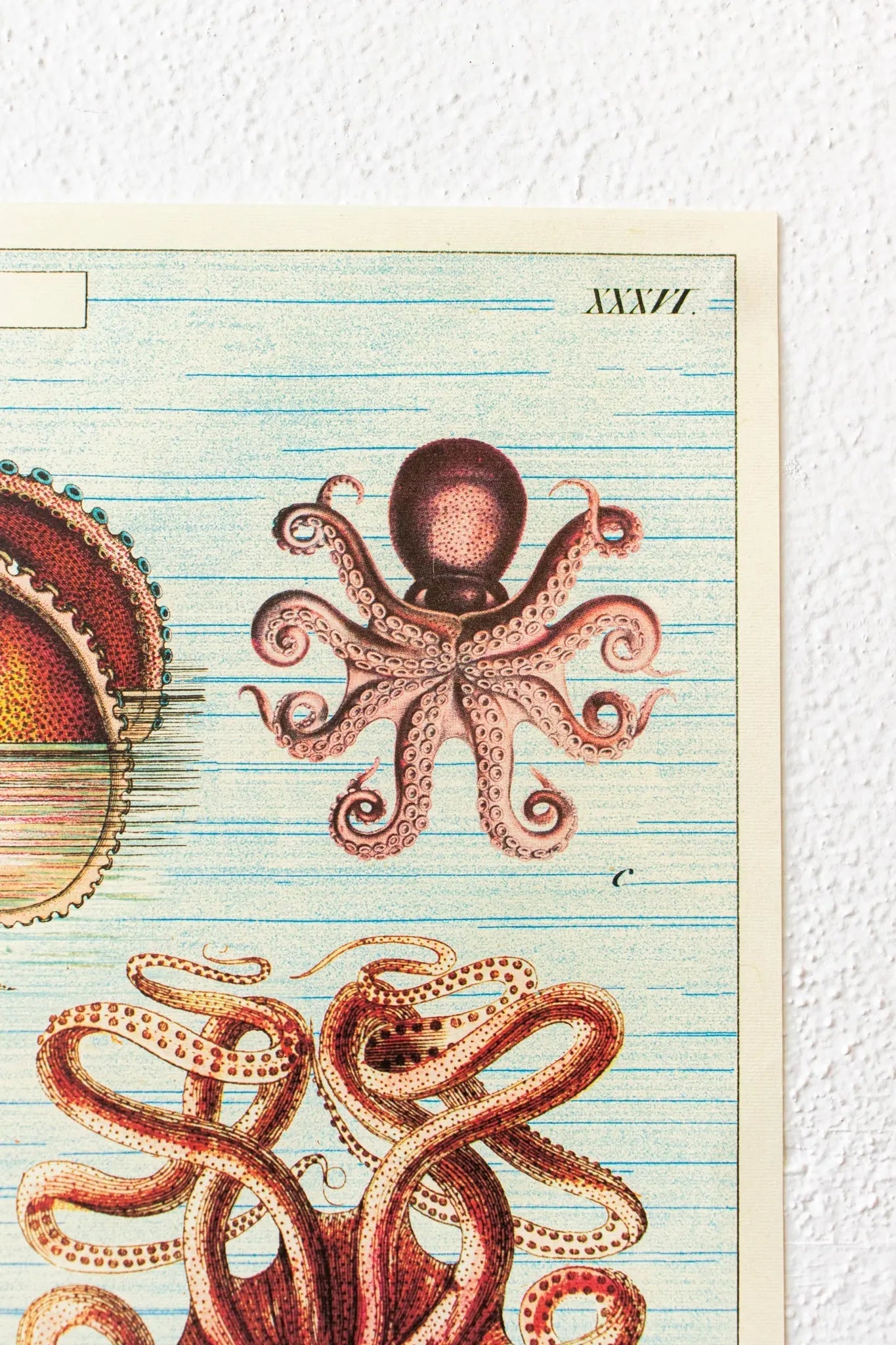 Octopods Scientific Chart