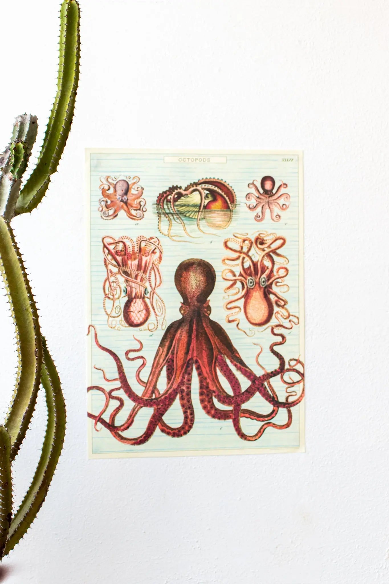 Octopods Scientific Chart