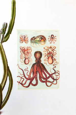 Octopods Scientific Chart