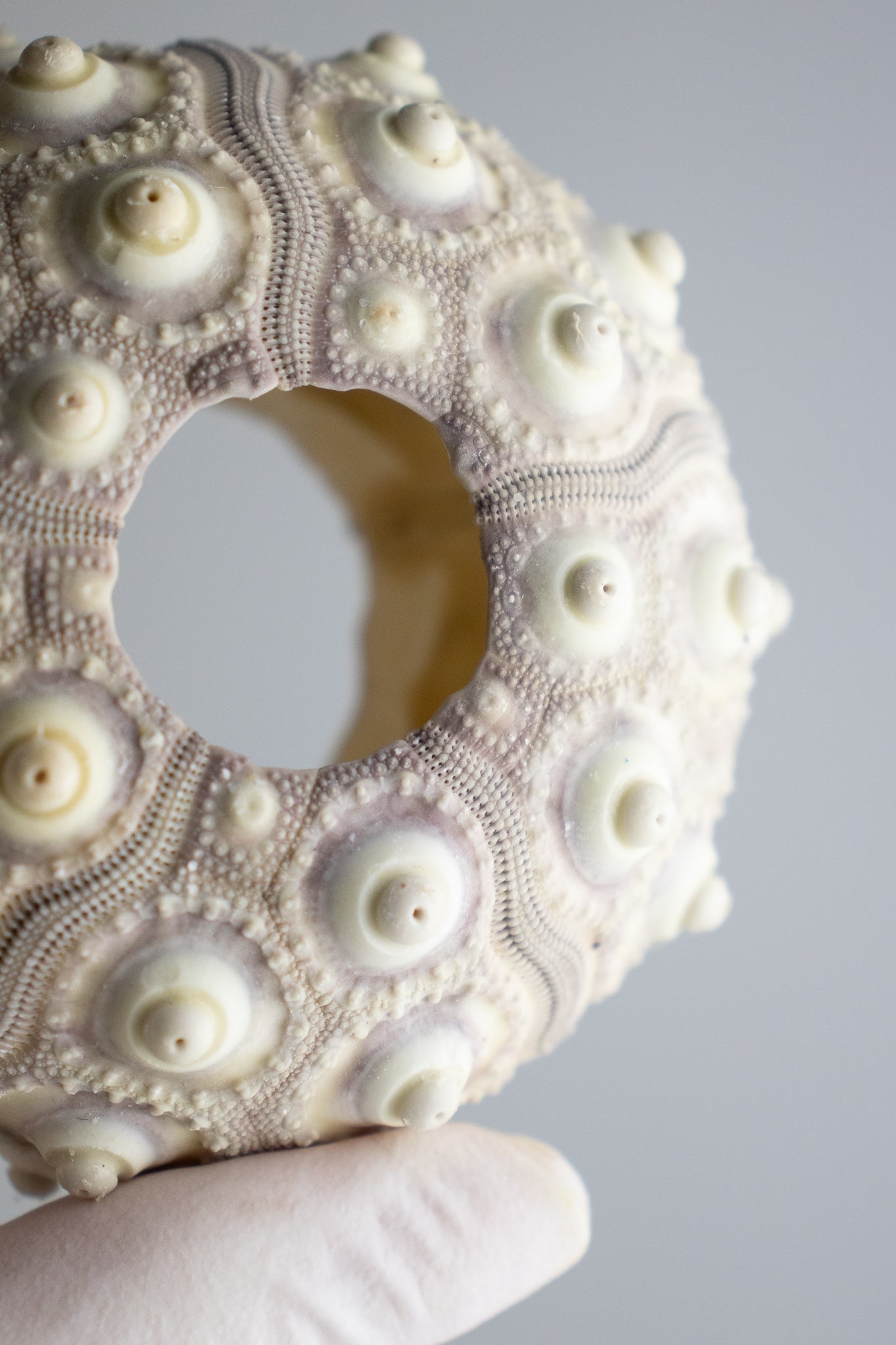 Sputnik Urchin